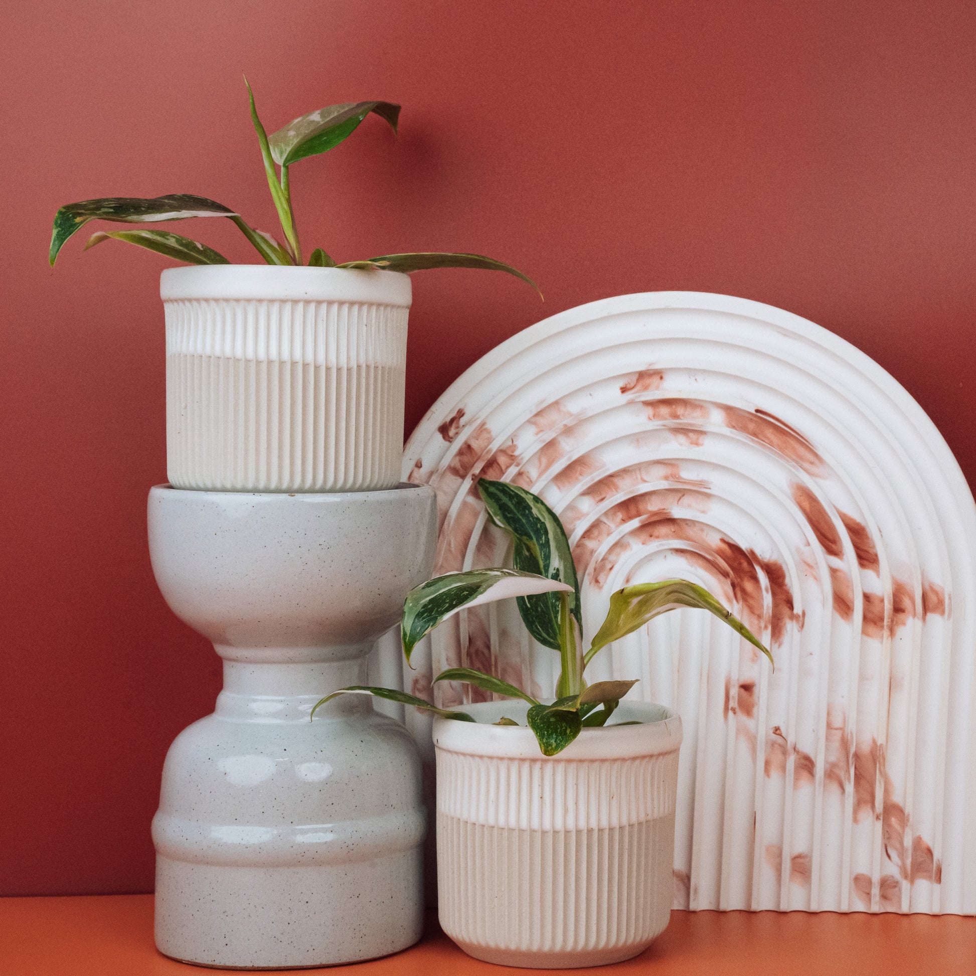 PHILODENDRON WHITE PRINCESS online bestellen bei potflourri
