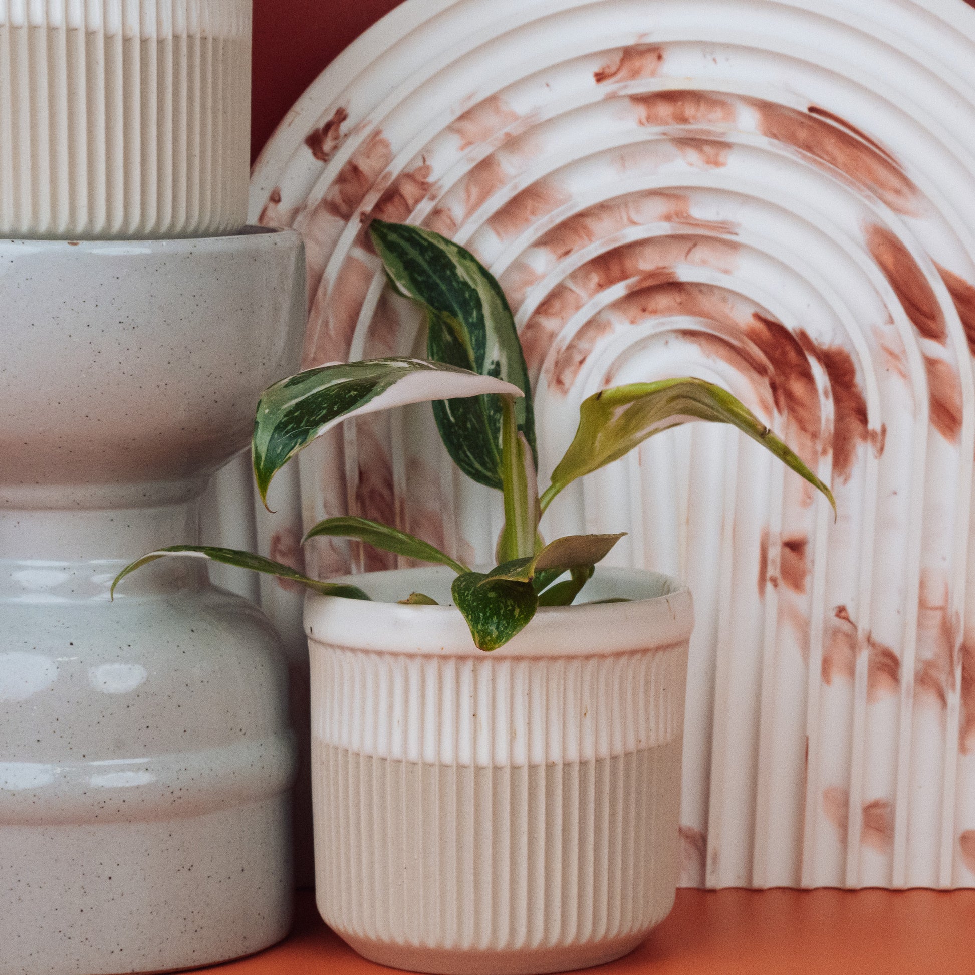 PHILODENDRON WHITE PRINCESS online bestellen bei potflourri