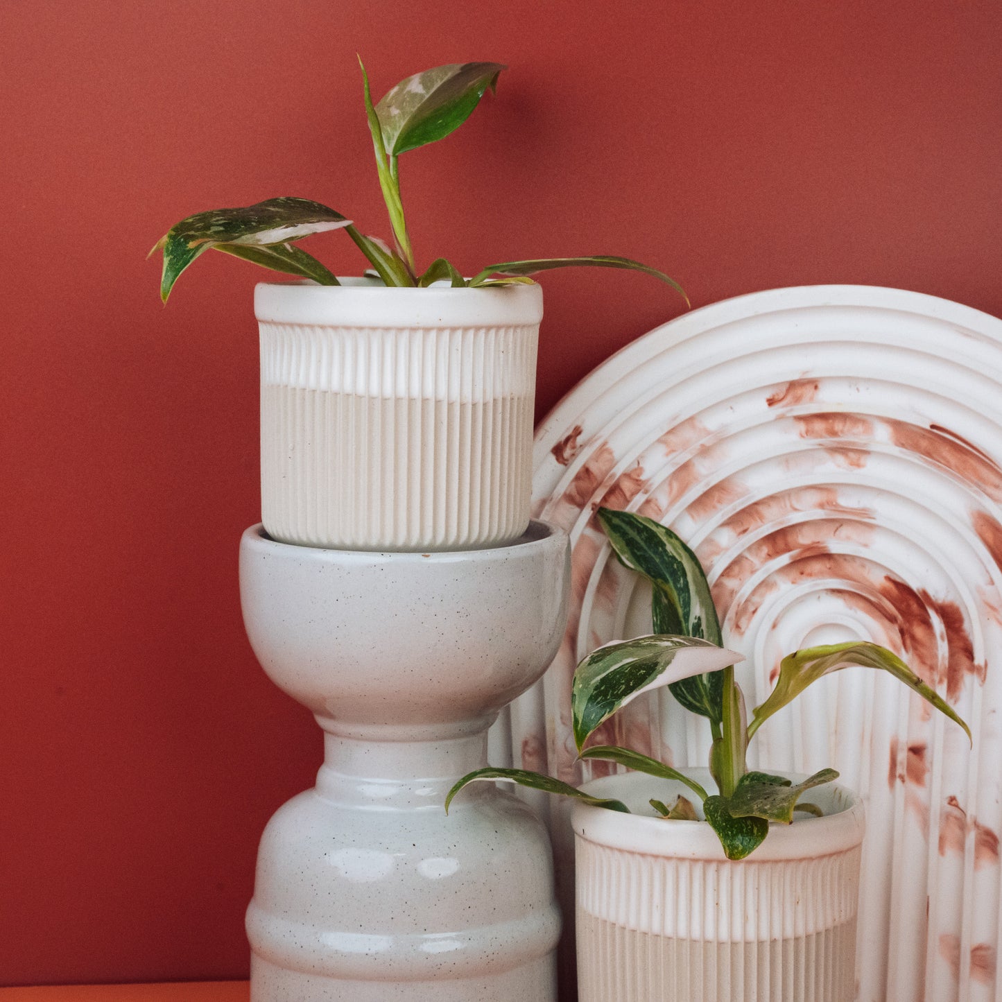 PHILODENDRON WHITE PRINCESS online bestellen bei potflourri