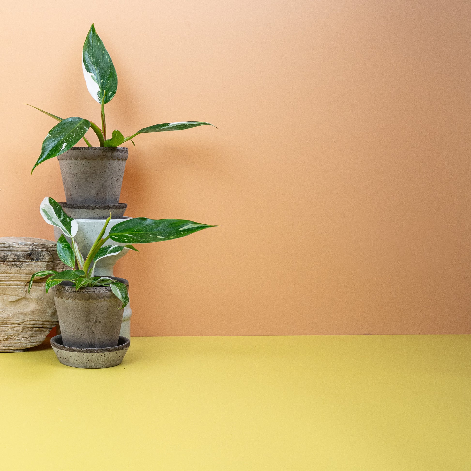 PHILODENDRON WHITE PRINCESS online bestellen bei potflourri