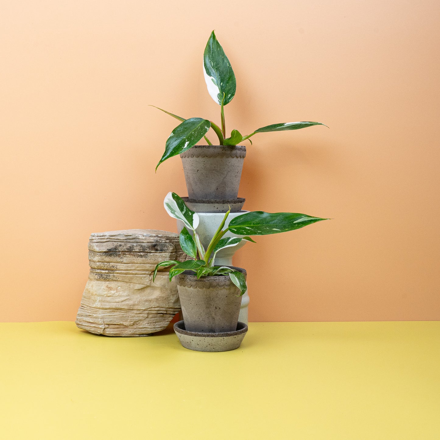 PHILODENDRON WHITE PRINCESS online bestellen bei potflourri