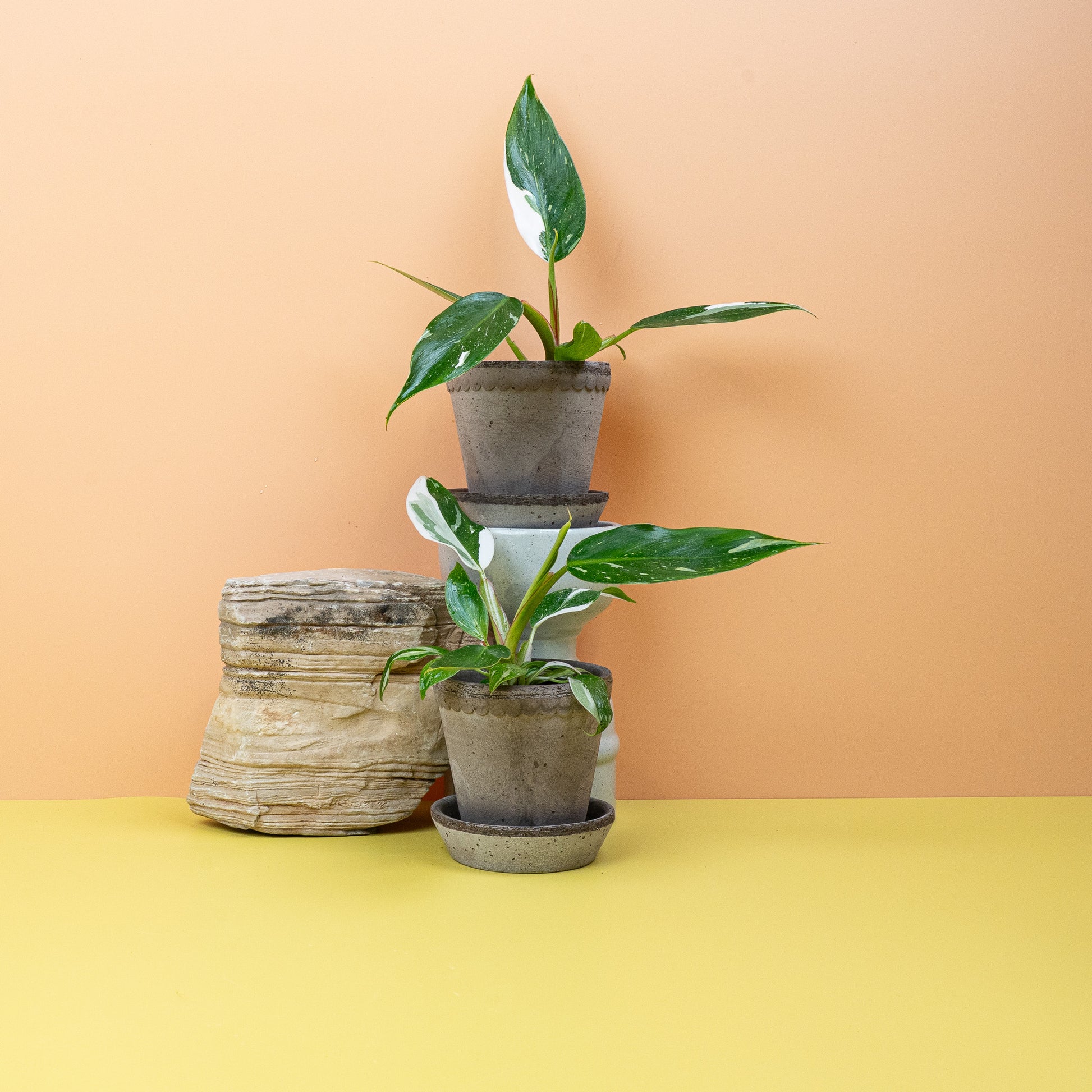 PHILODENDRON WHITE PRINCESS online bestellen bei potflourri