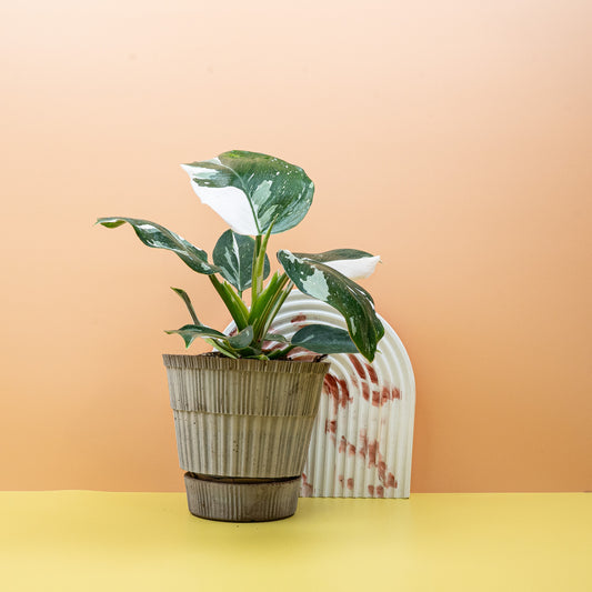 PHILODENDRON WHITE WIZARD online bestellen bei potflourri