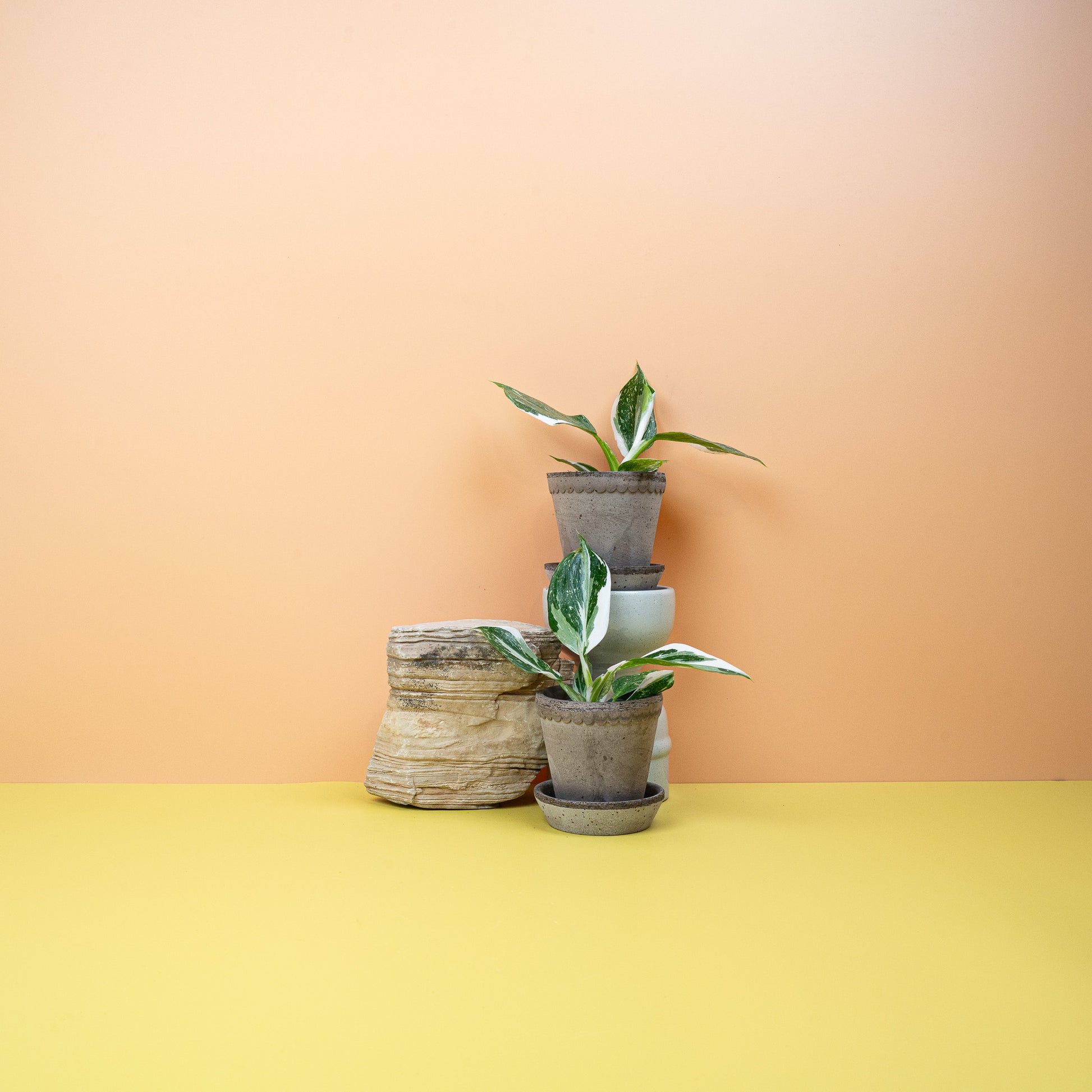 PHILODENDRON WHITE WIZARD online bestellen bei potflourri