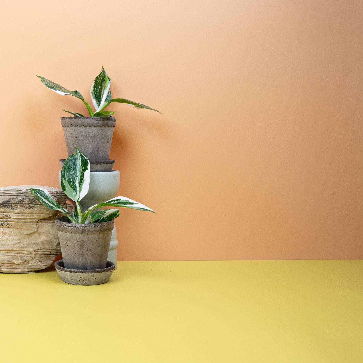 PHILODENDRON WHITE WIZARD online bestellen bei potflourri