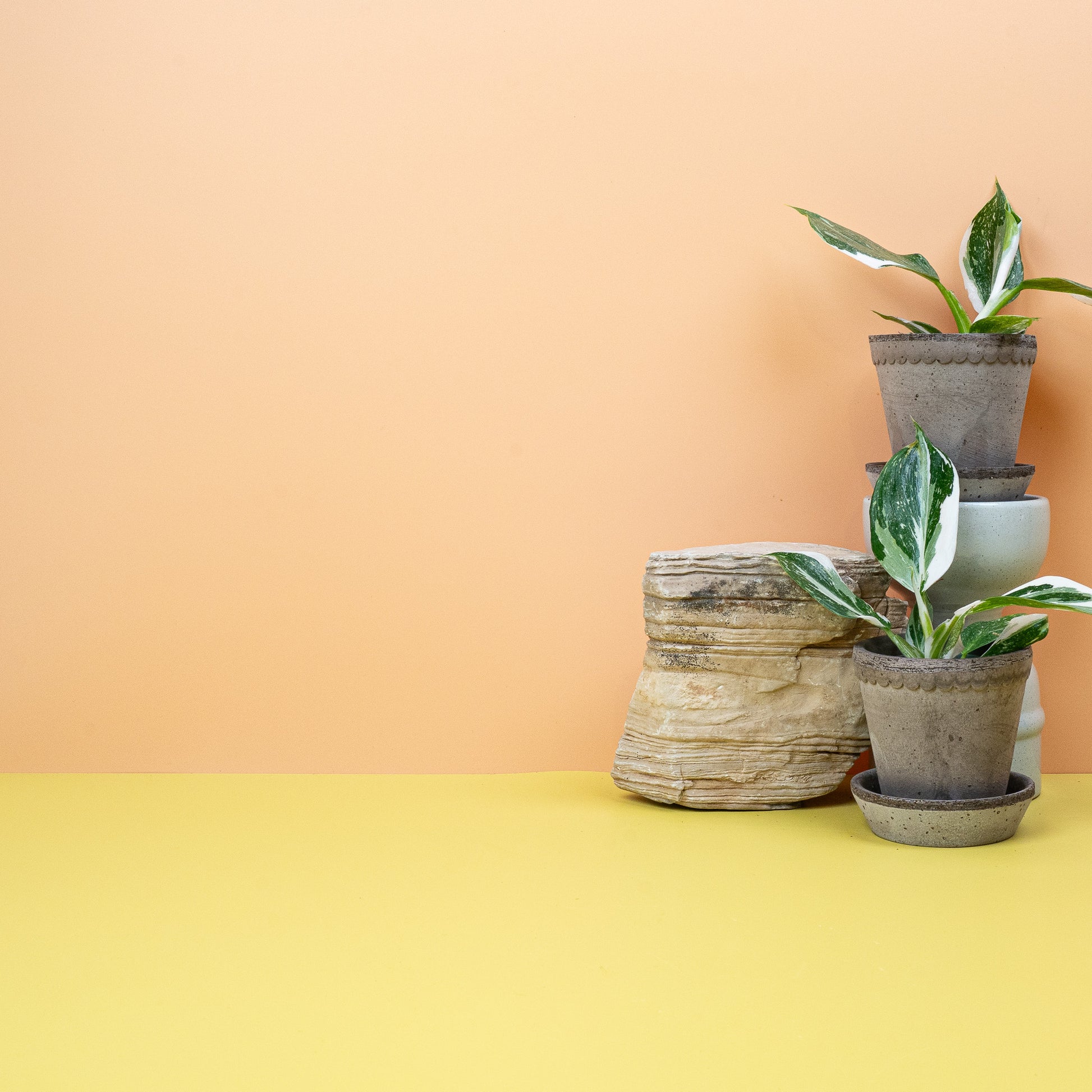 PHILODENDRON WHITE WIZARD online bestellen bei potflourri