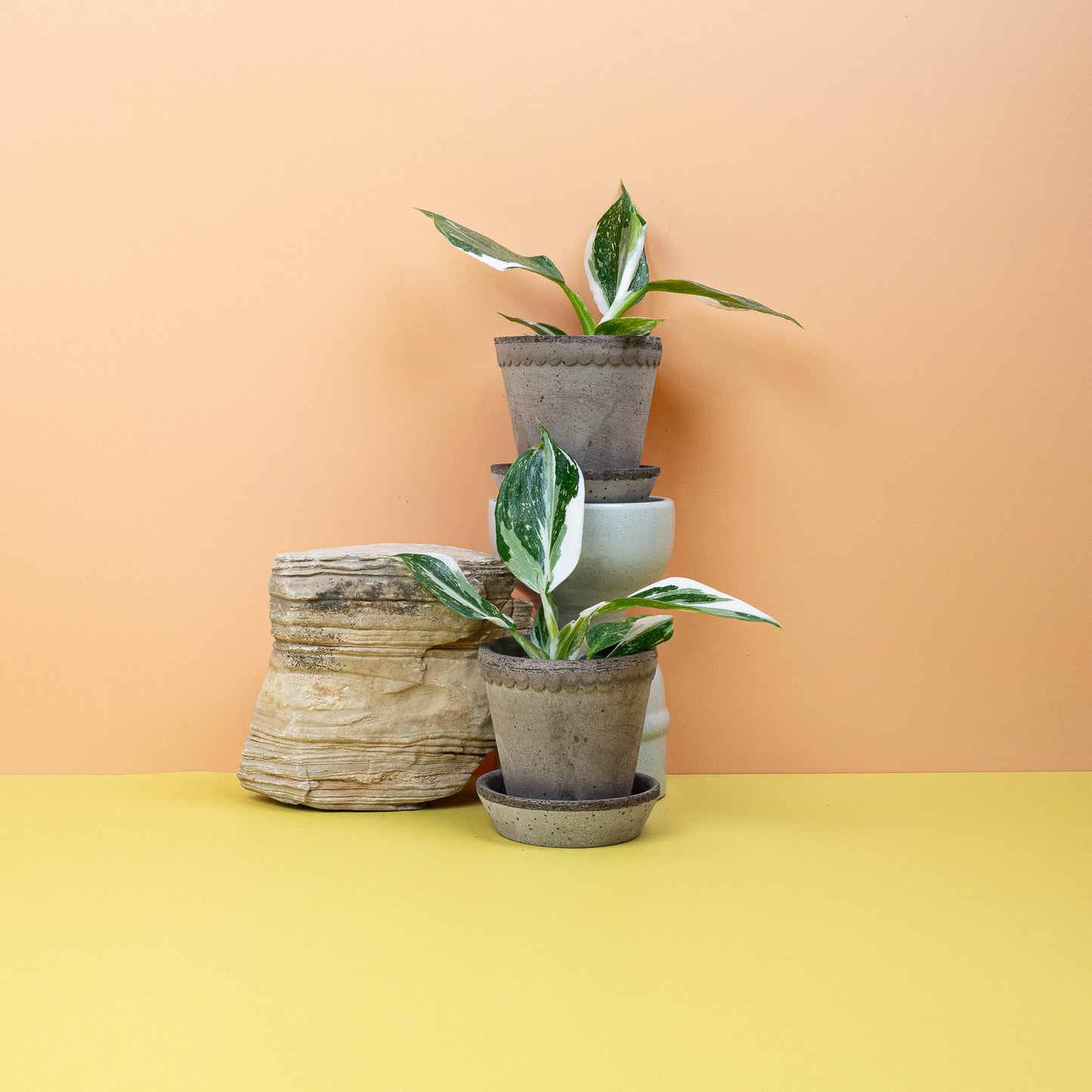PHILODENDRON WHITE WIZARD online bestellen bei potflourri
