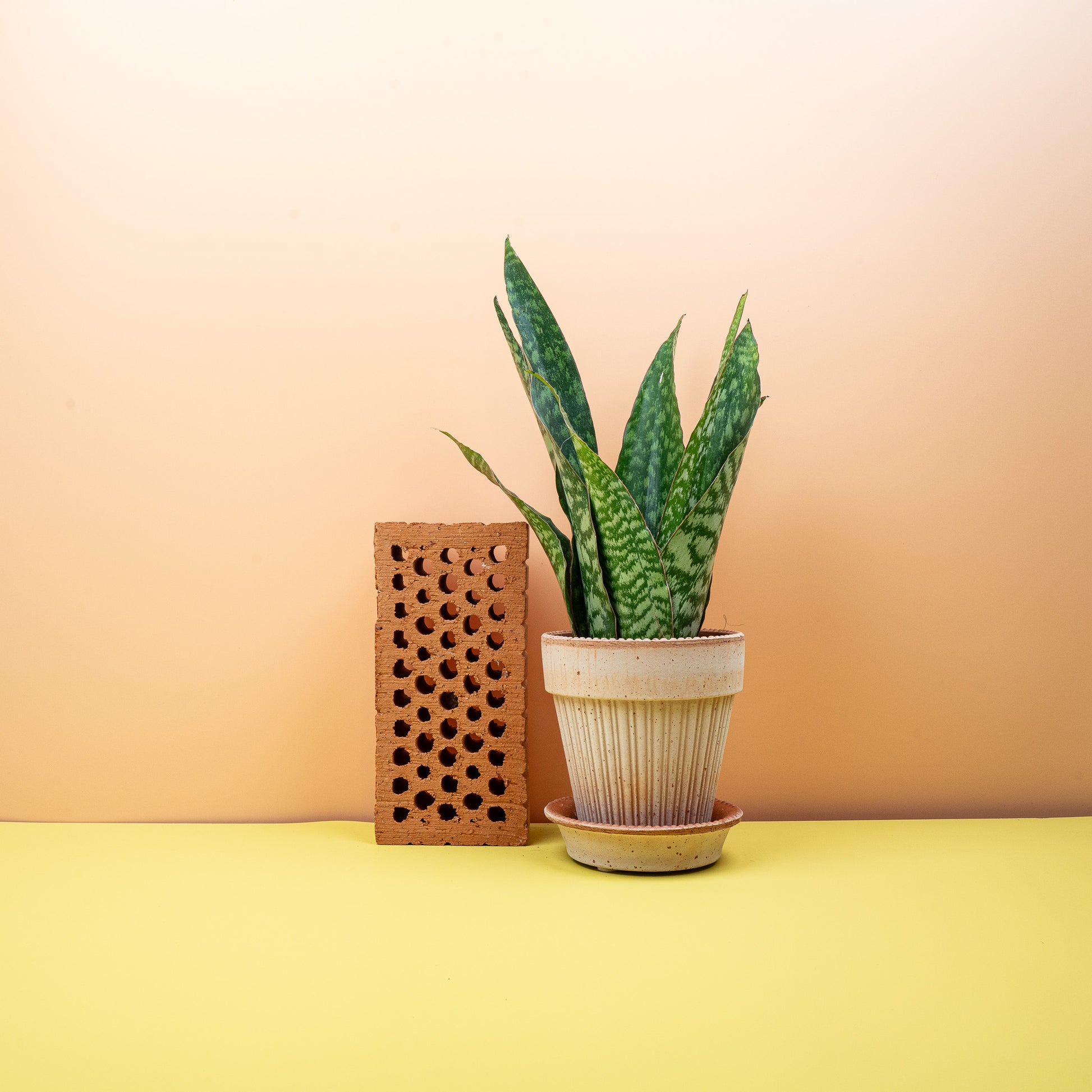 SANSEVIERIA AUBRYTNIANA DRAGON online bestellen bei potflourri