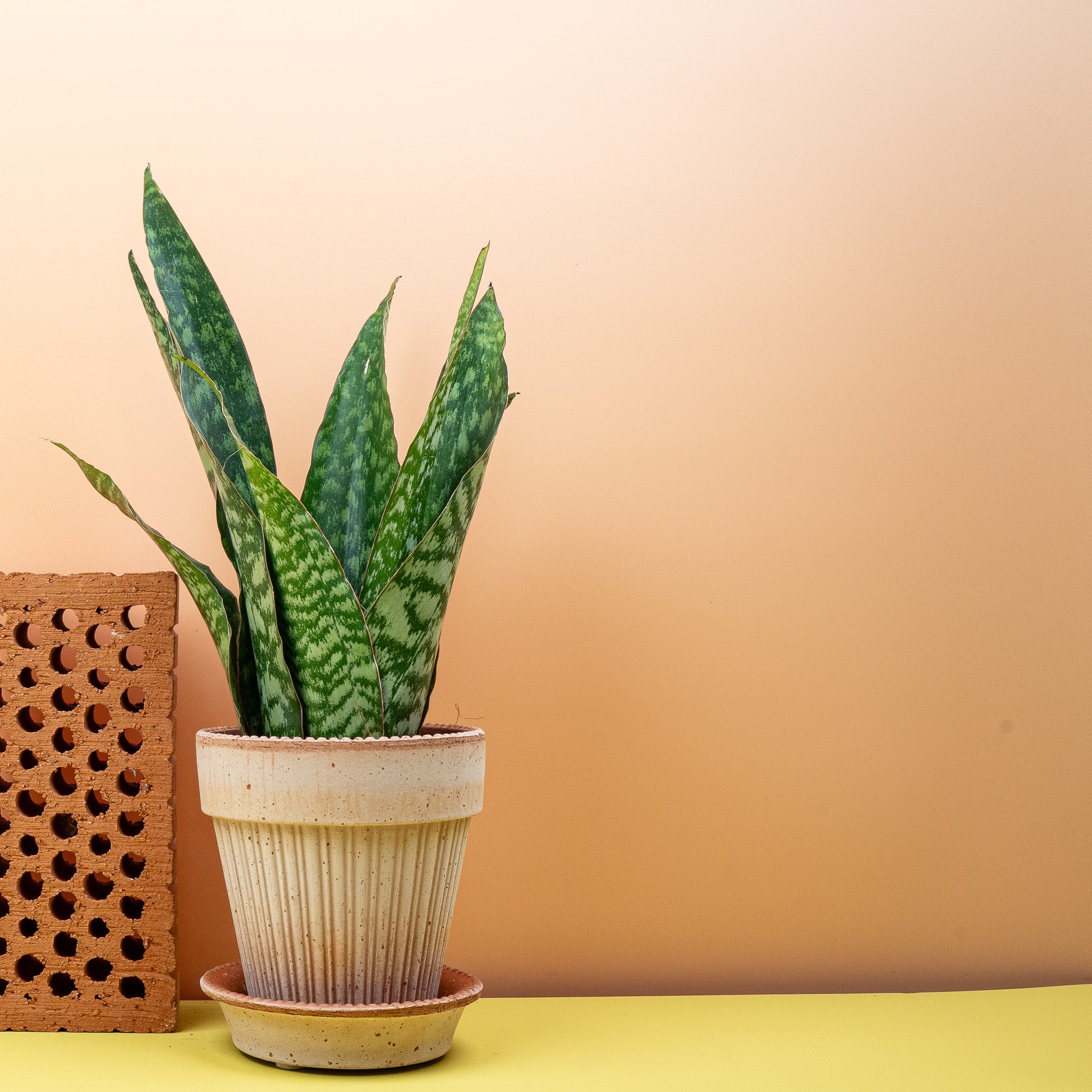 SANSEVIERIA AUBRYTNIANA DRAGON online bestellen bei potflourri