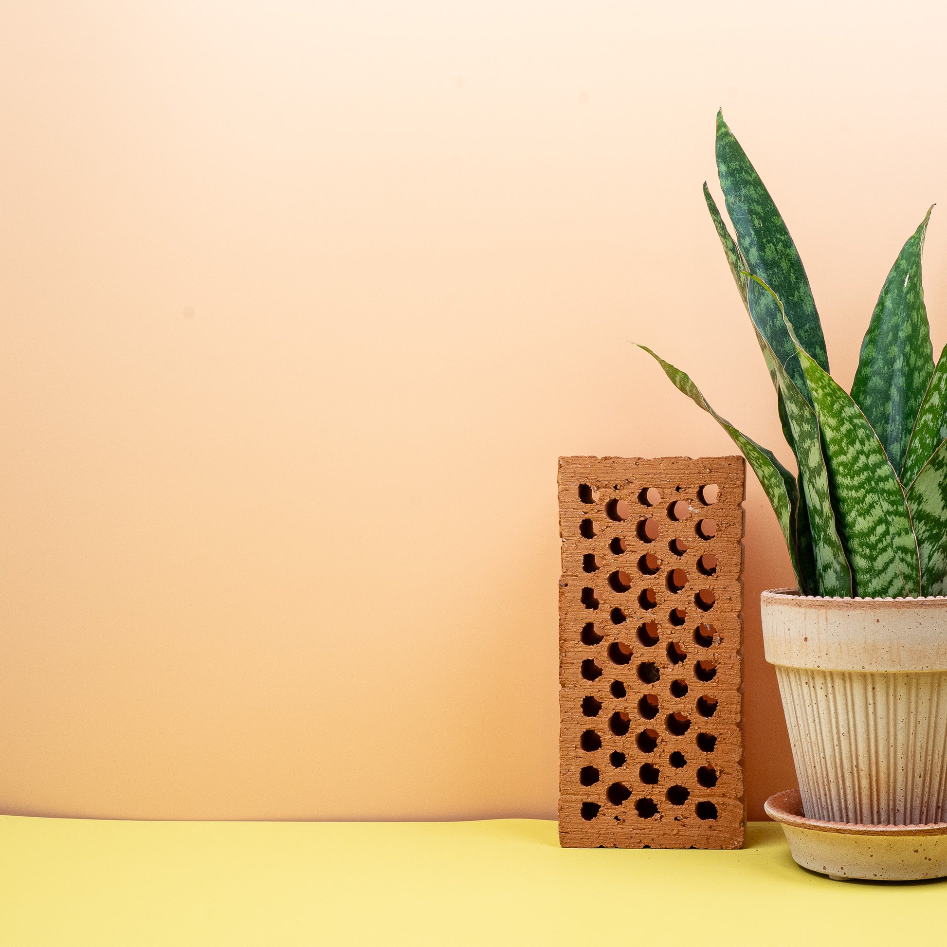 SANSEVIERIA AUBRYTNIANA DRAGON online bestellen bei potflourri