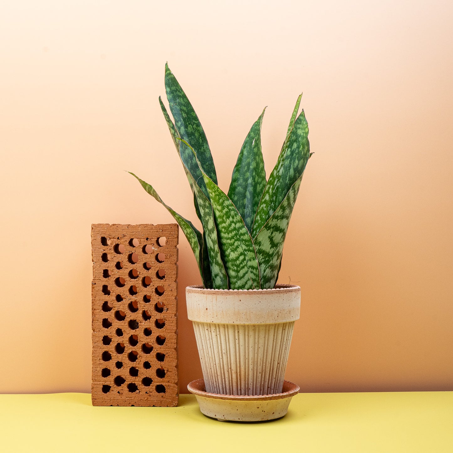 SANSEVIERIA AUBRYTNIANA DRAGON online bestellen bei potflourri