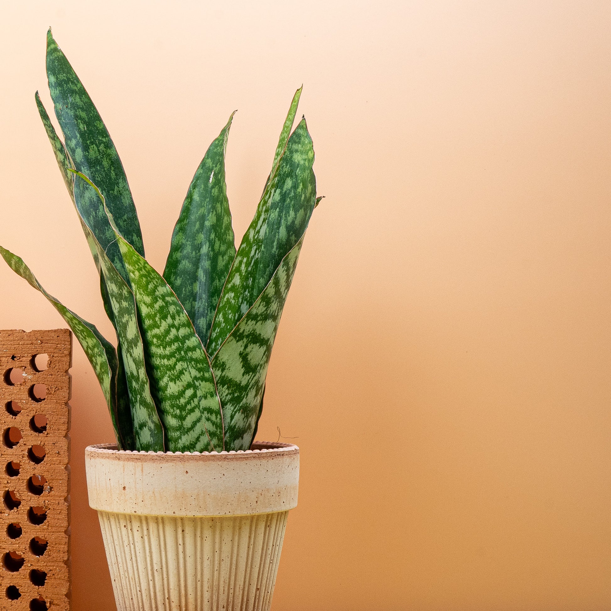 SANSEVIERIA AUBRYTNIANA DRAGON online bestellen bei potflourri