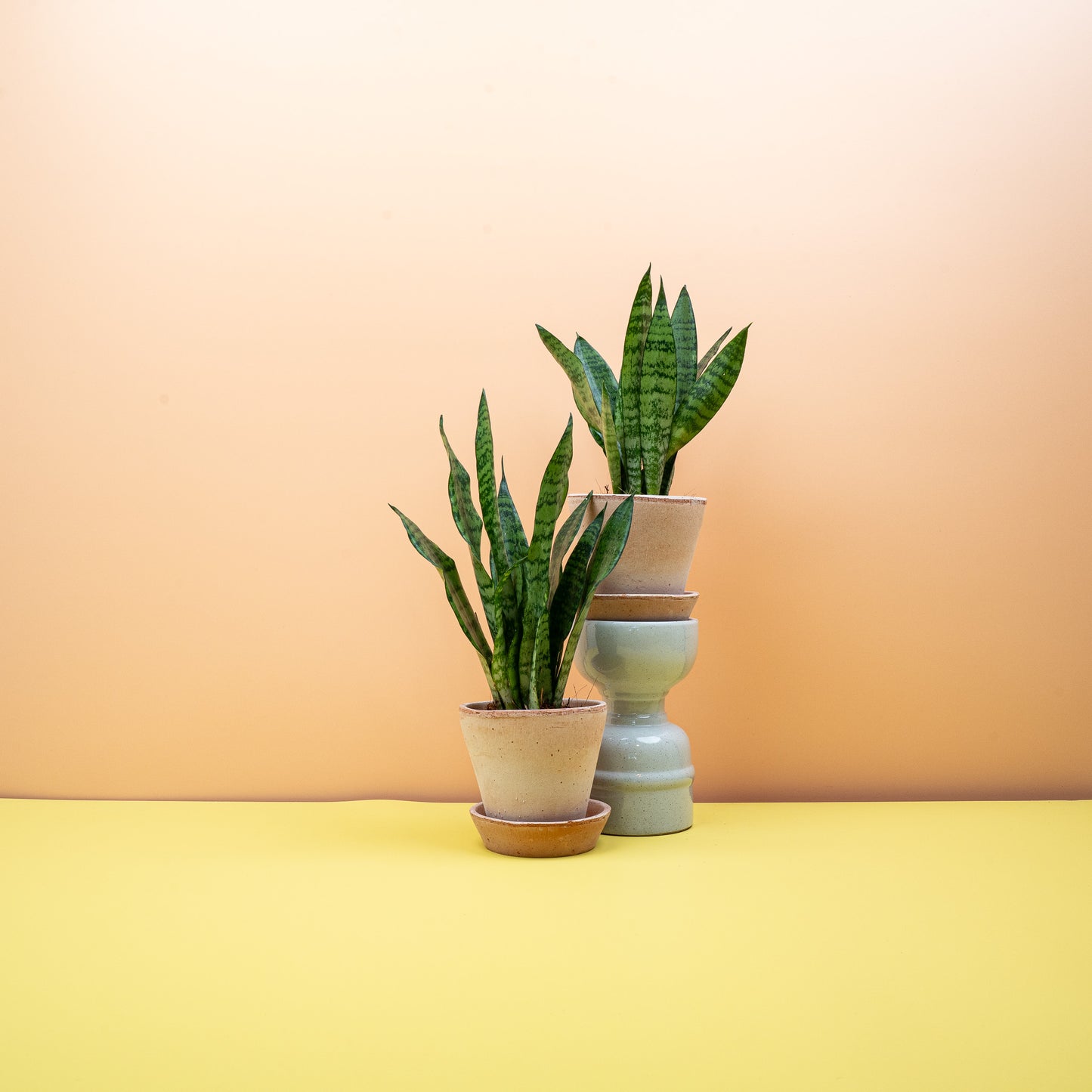 SANSEVIERIA BLACK CORAL online bestellen bei potflourri
