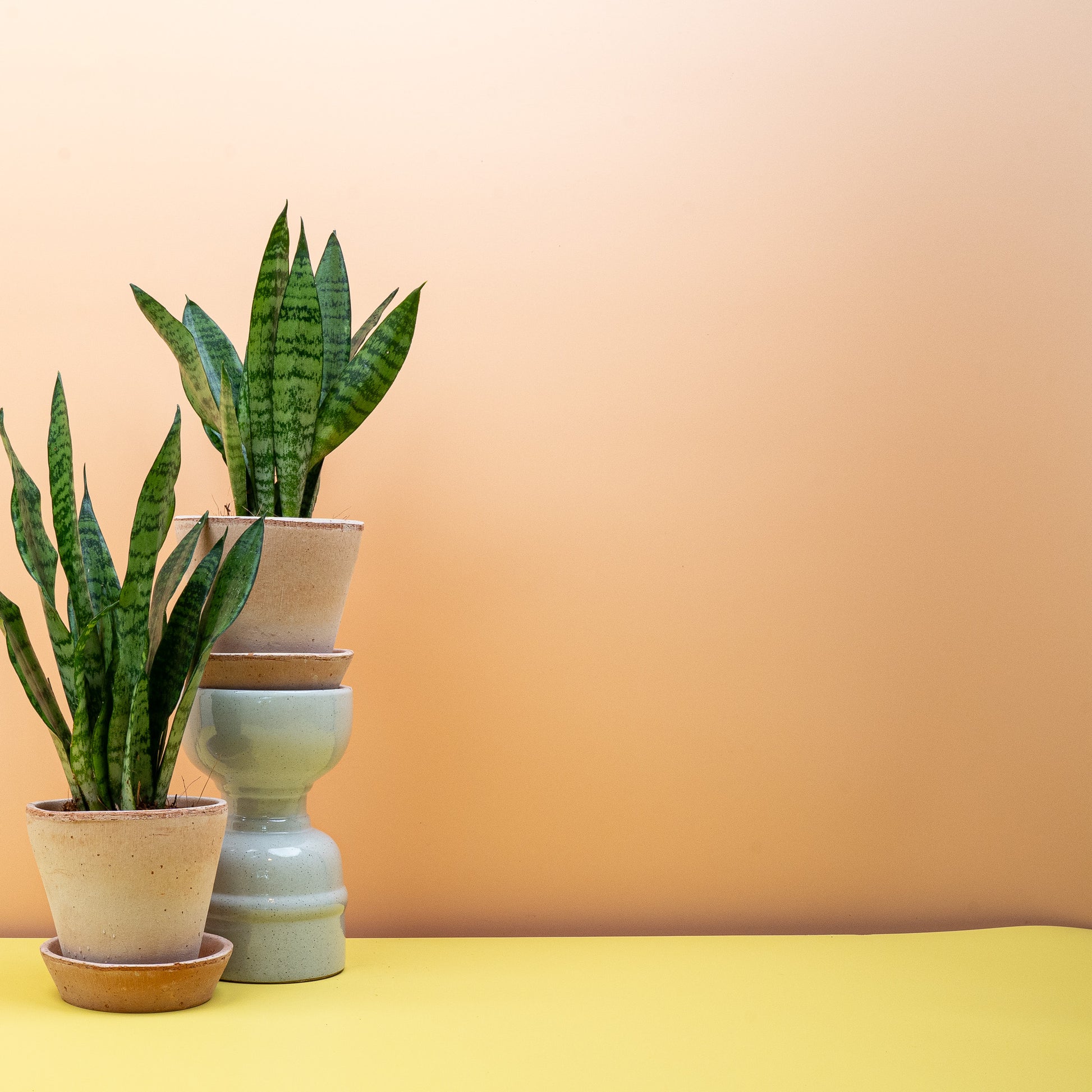 SANSEVIERIA BLACK CORAL online bestellen bei potflourri