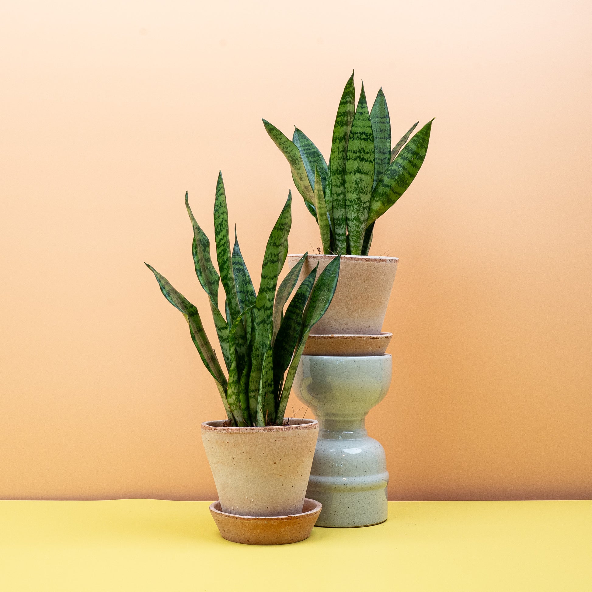 SANSEVIERIA BLACK CORAL online bestellen bei potflourri