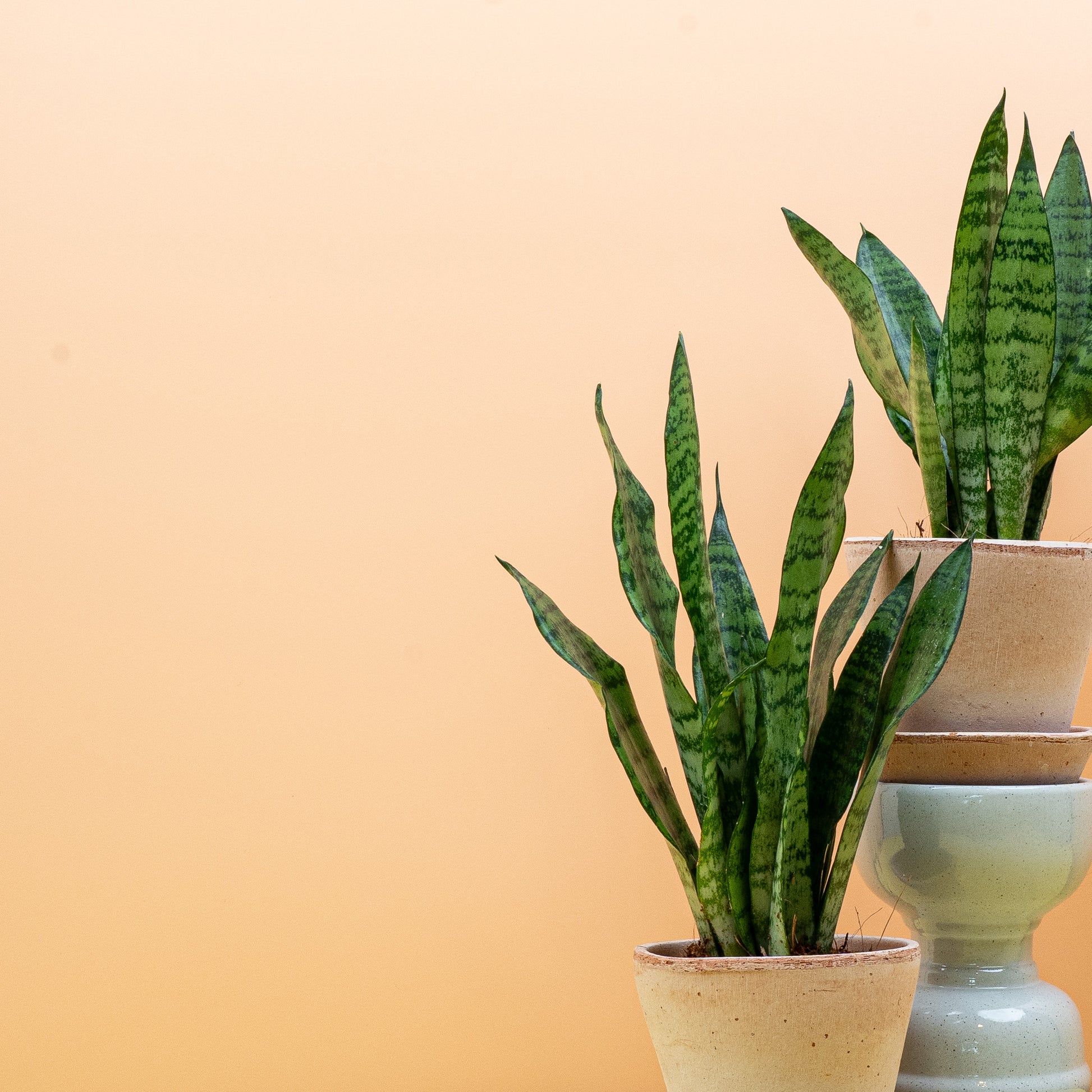 SANSEVIERIA BLACK CORAL online bestellen bei potflourri