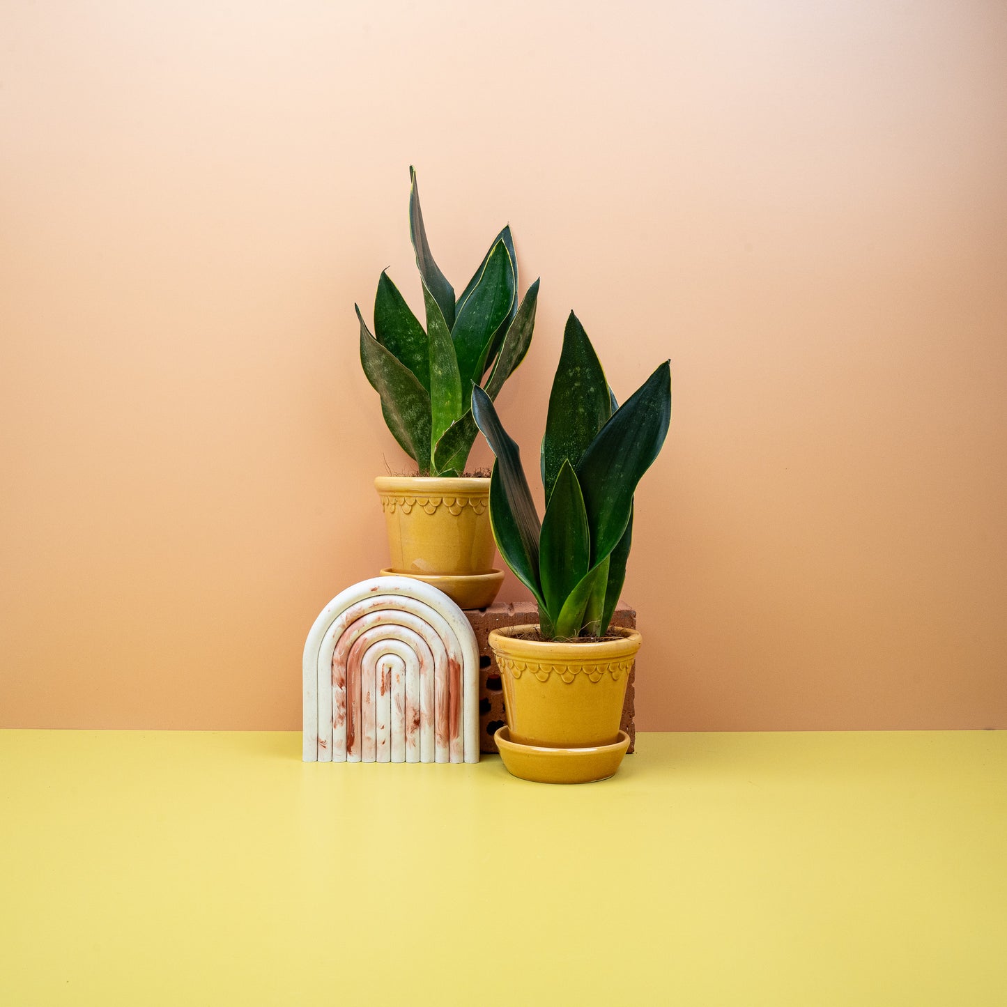 SANSEVIERIA BLACK DIAMOND online bestellen bei potflourri