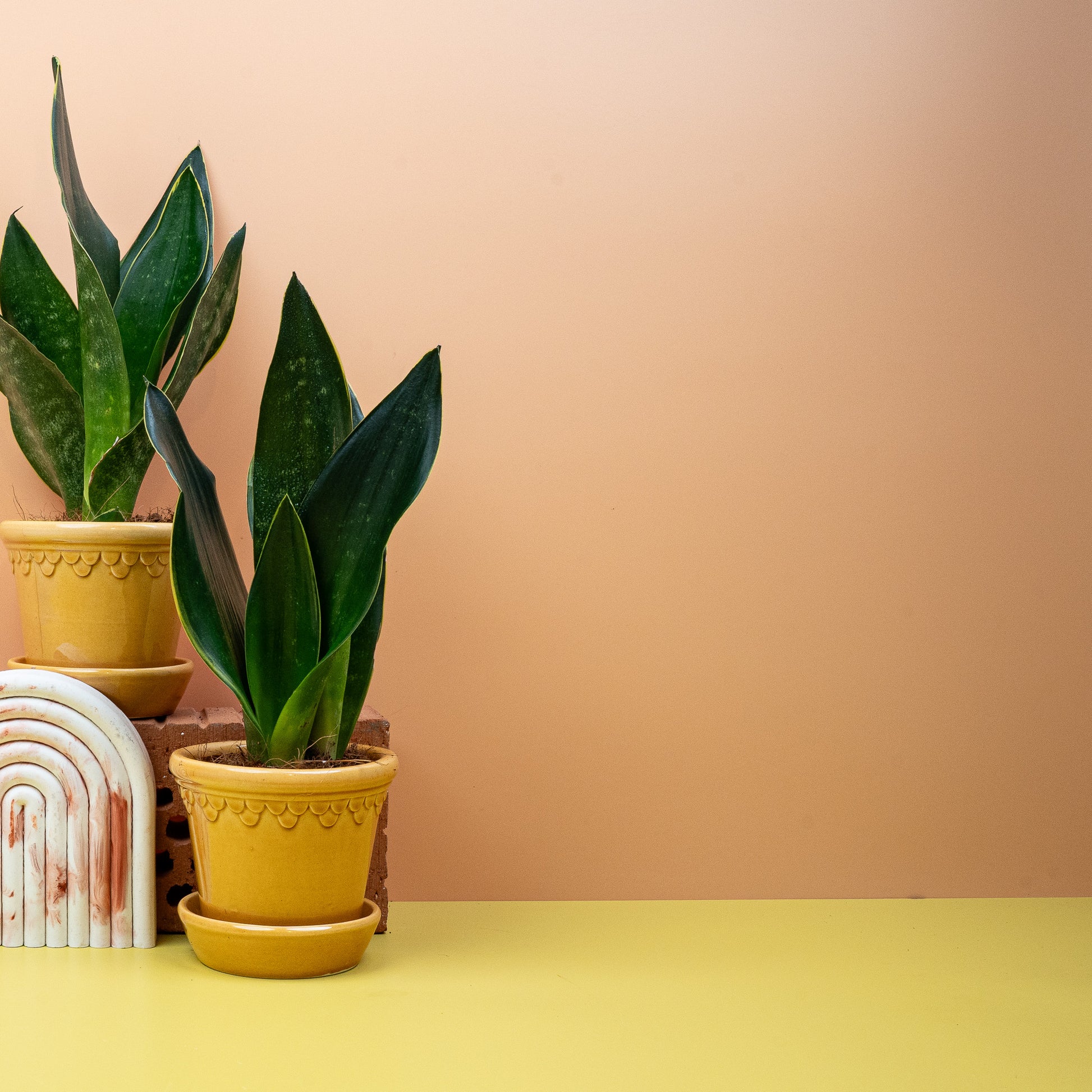 SANSEVIERIA BLACK DIAMOND online bestellen bei potflourri