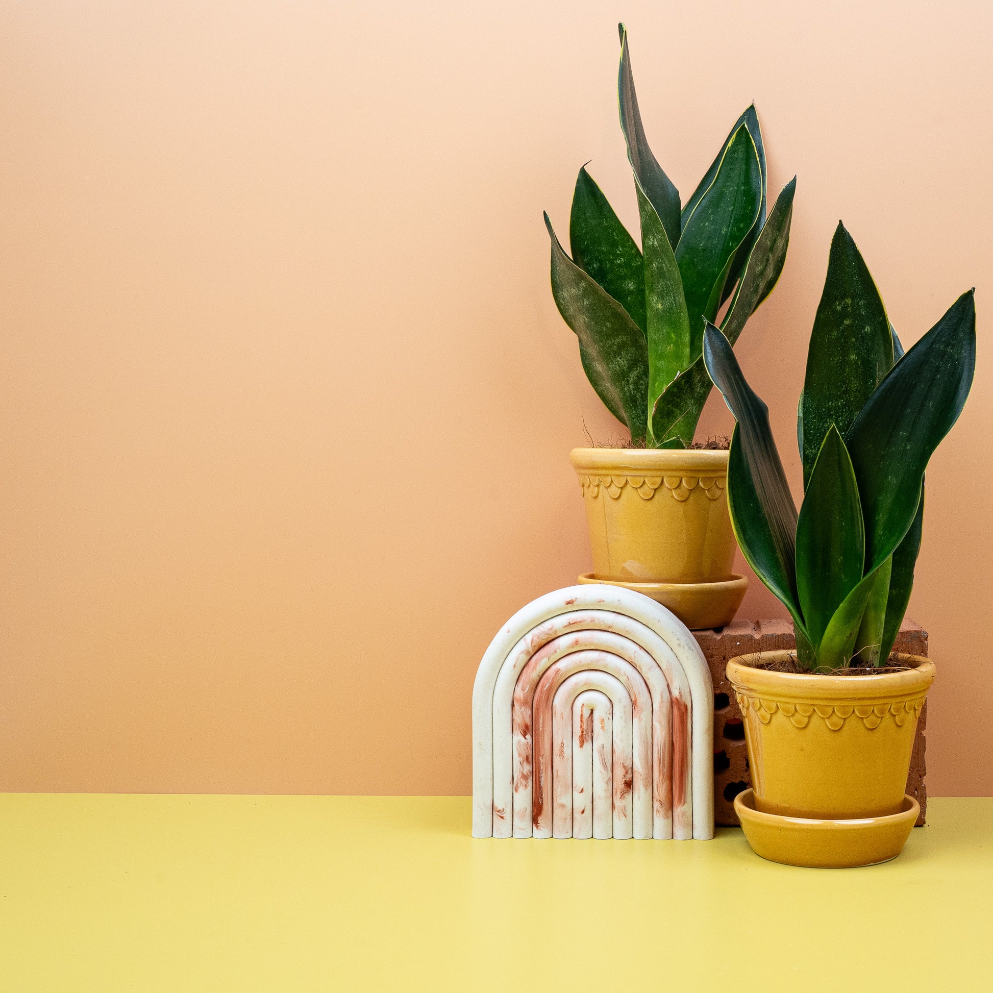 SANSEVIERIA BLACK DIAMOND online bestellen bei potflourri