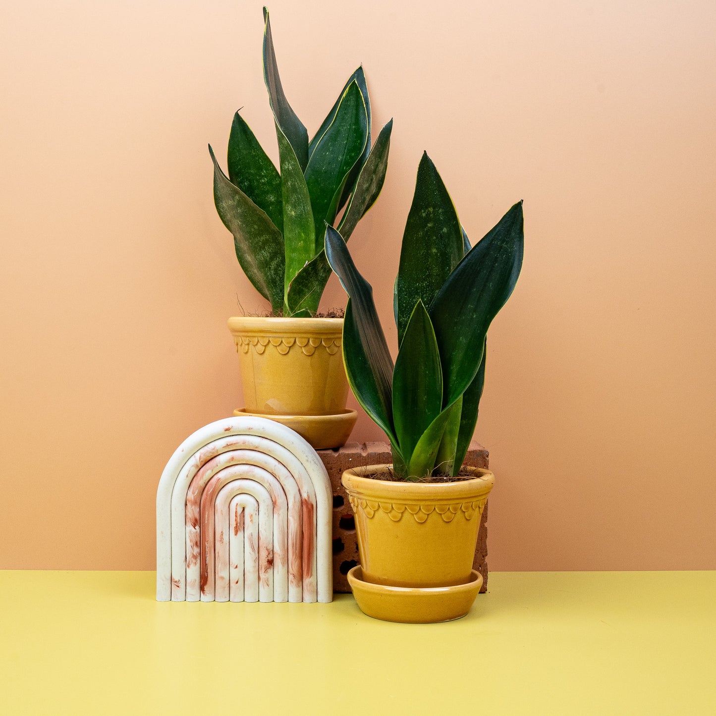 SANSEVIERIA BLACK DIAMOND online bestellen bei potflourri