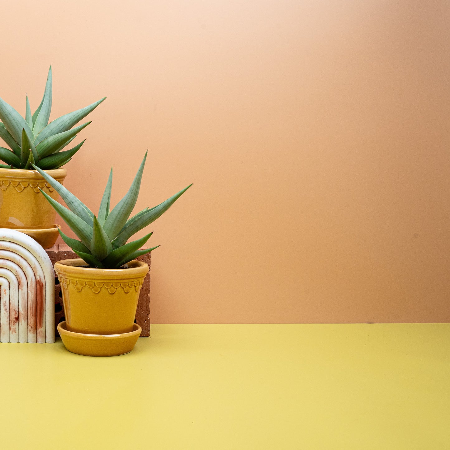 SANSEVIERIA CHANIN CROWN online bestellen bei potflourri