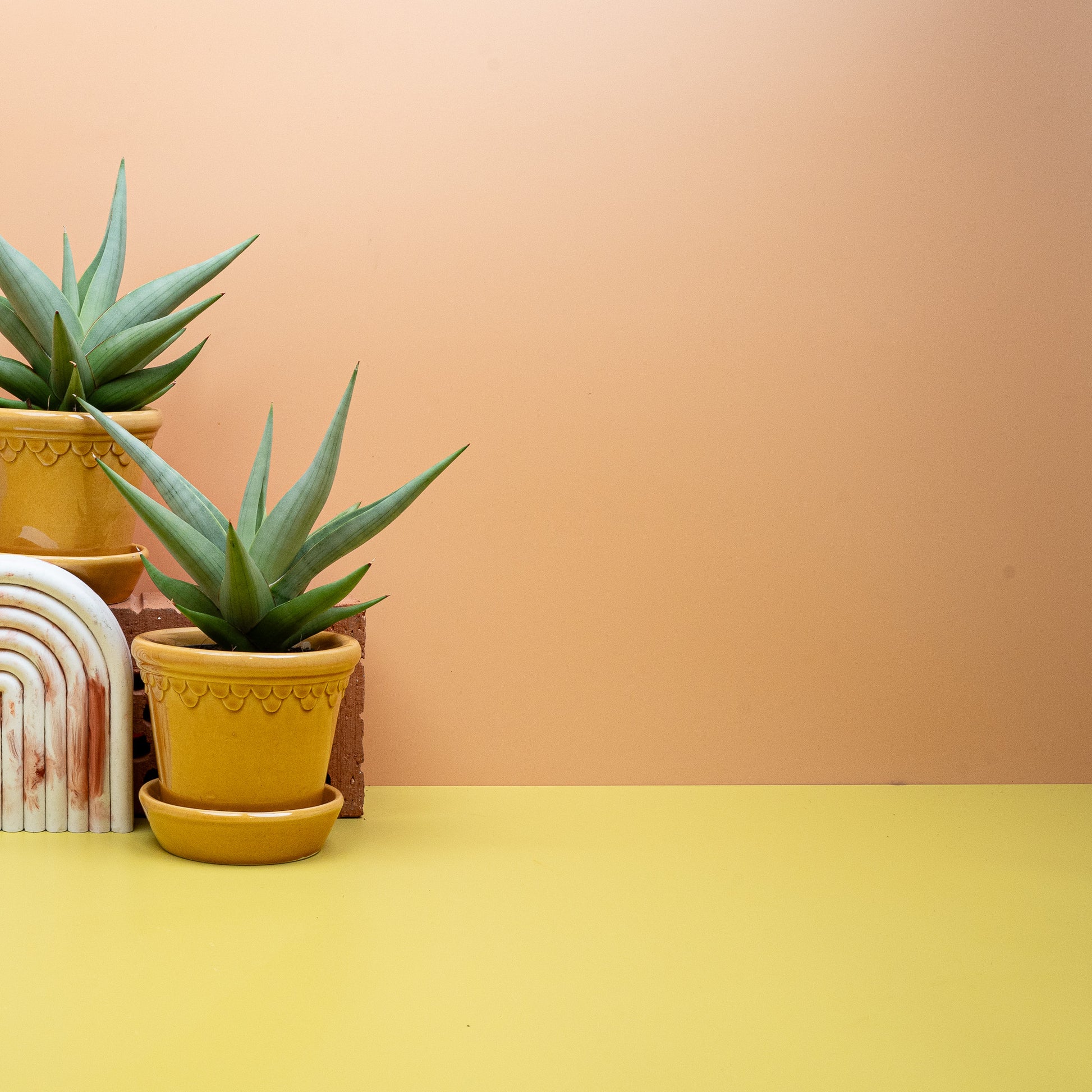 SANSEVIERIA CHANIN CROWN online bestellen bei potflourri