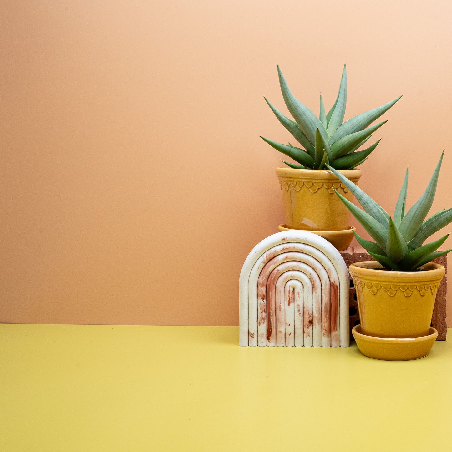 SANSEVIERIA CHANIN CROWN online bestellen bei potflourri