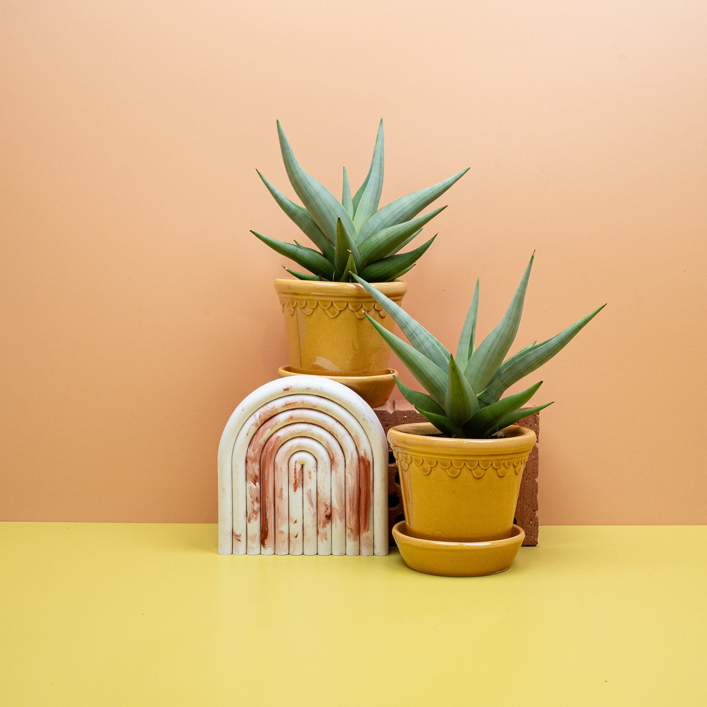 SANSEVIERIA CHANIN CROWN online bestellen bei potflourri