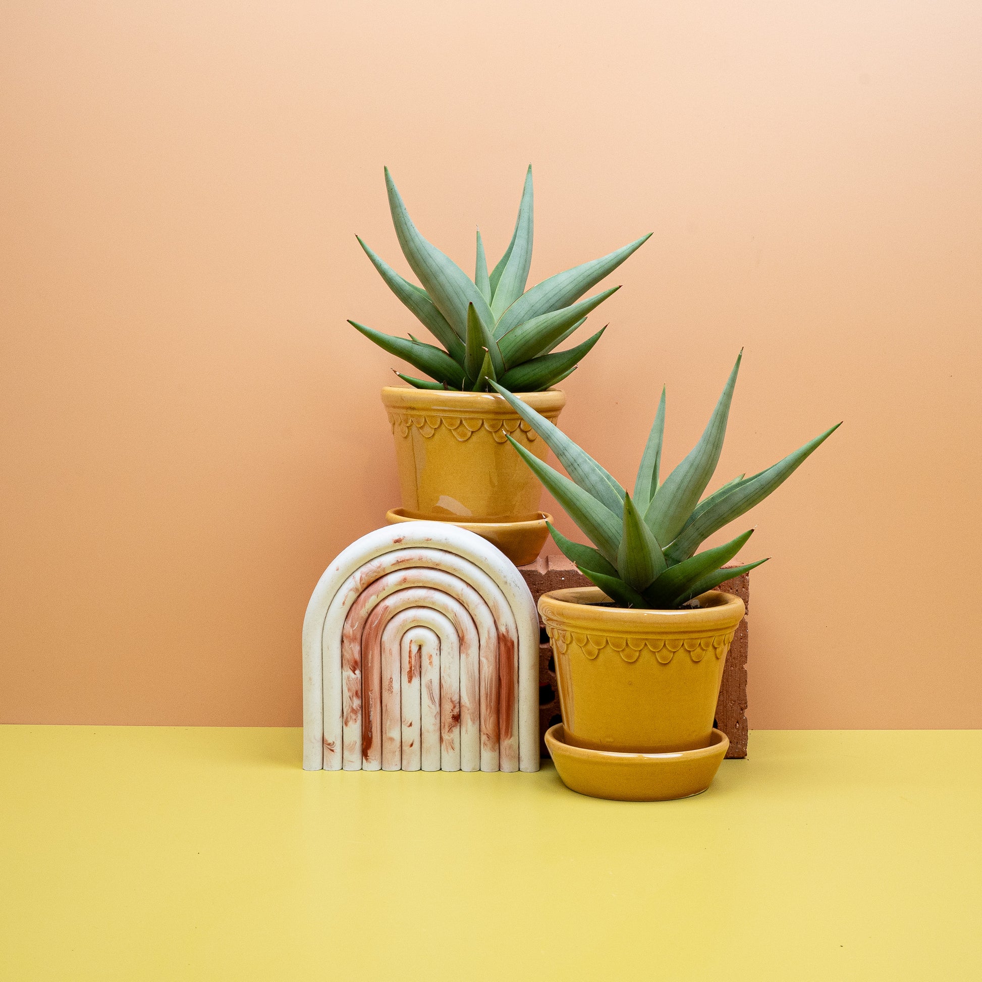 SANSEVIERIA CHANIN CROWN online bestellen bei potflourri