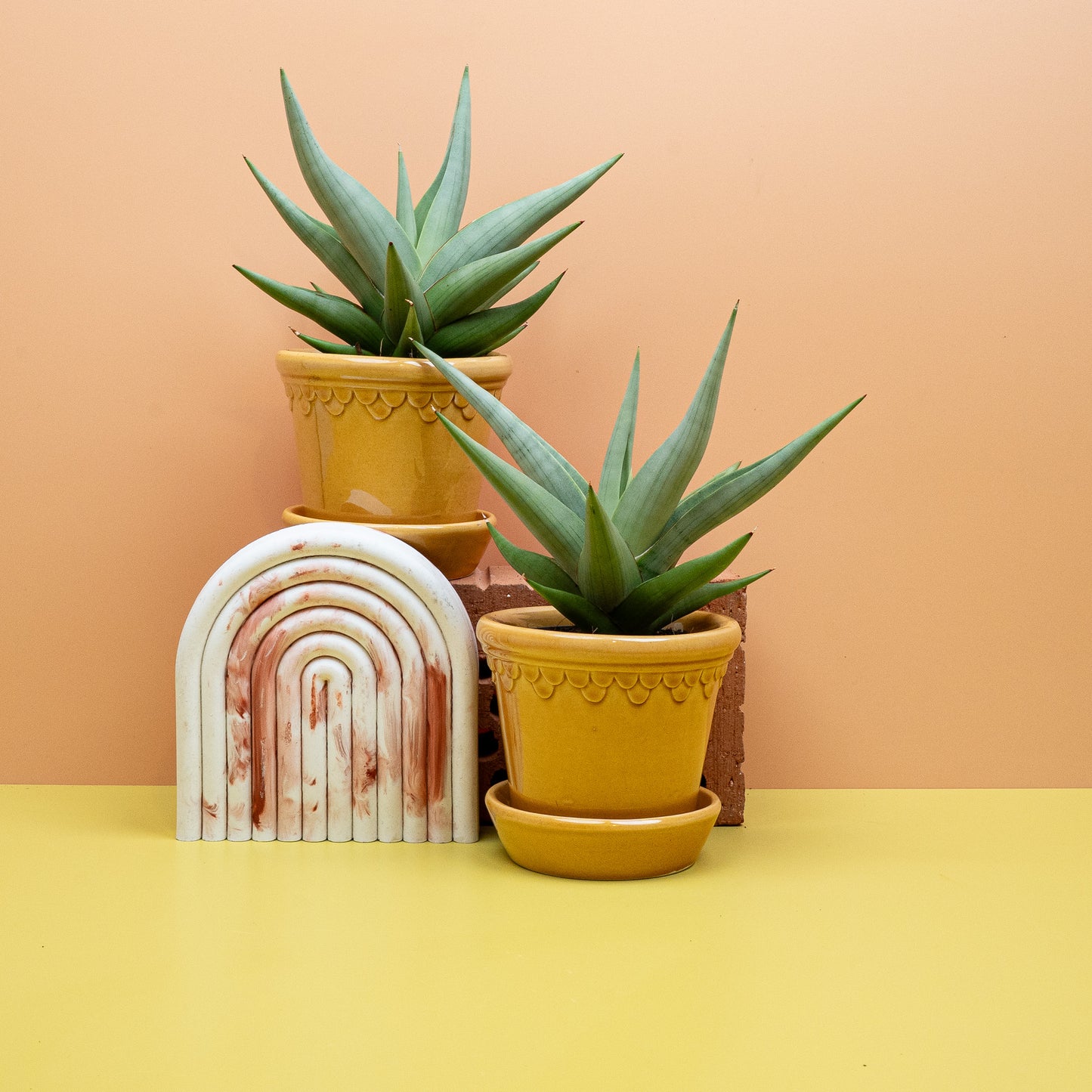 SANSEVIERIA CHANIN CROWN online bestellen bei potflourri