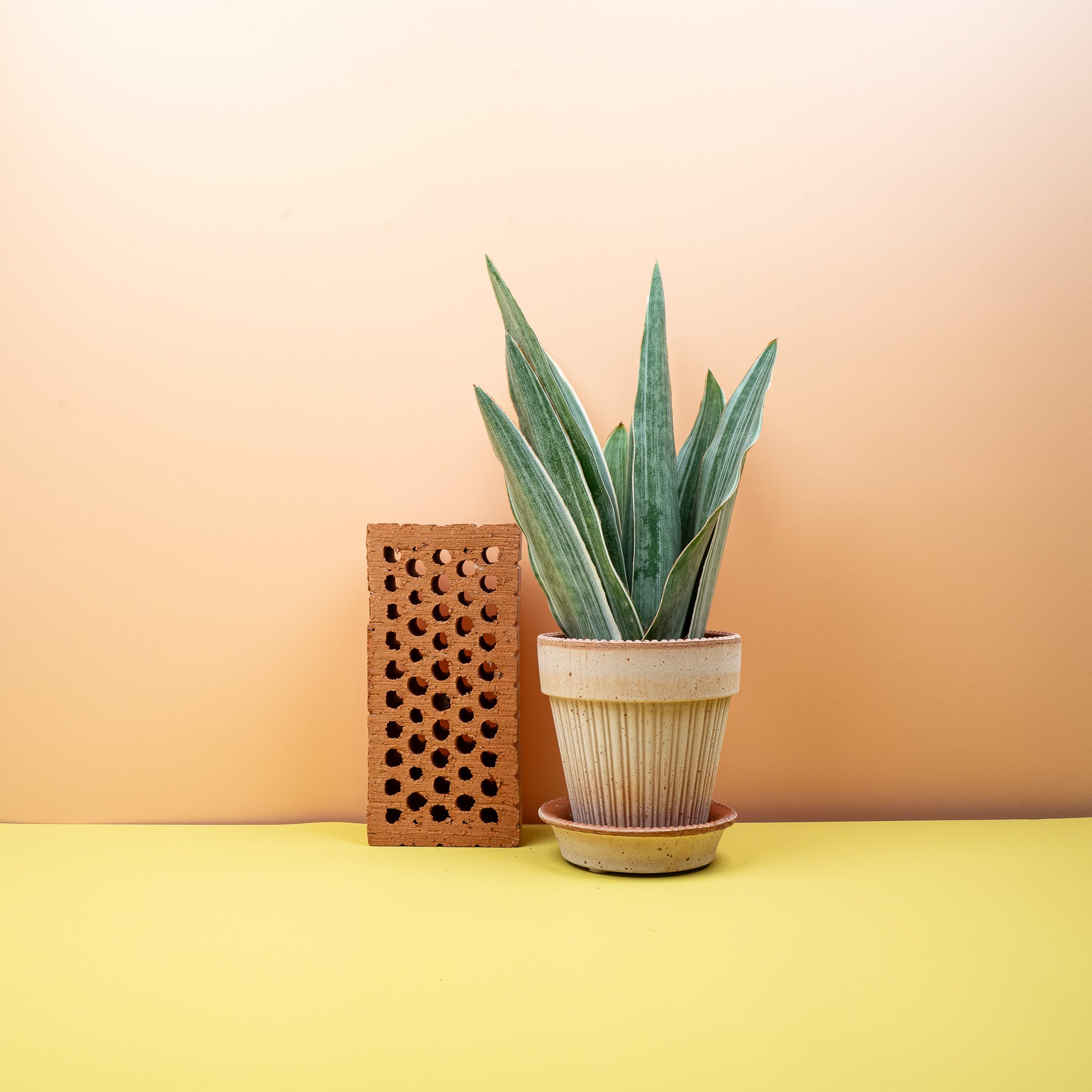 SANSEVIERIA METALLICA online bestellen bei potflourri