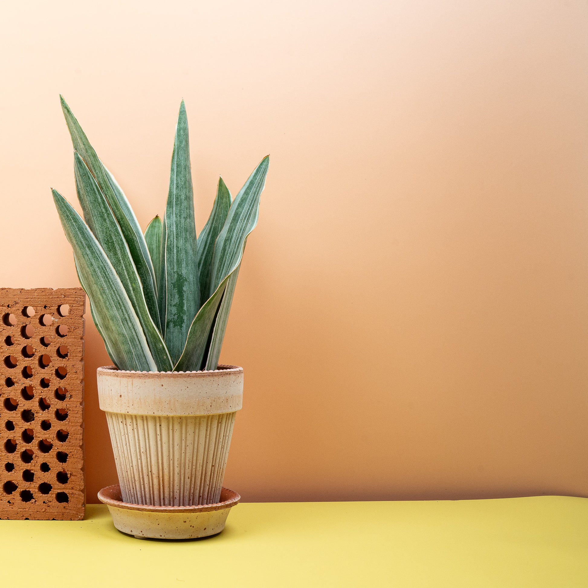 SANSEVIERIA METALLICA online bestellen bei potflourri