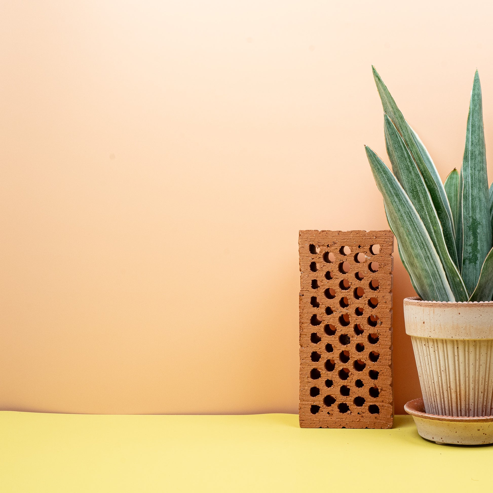 SANSEVIERIA METALLICA online bestellen bei potflourri