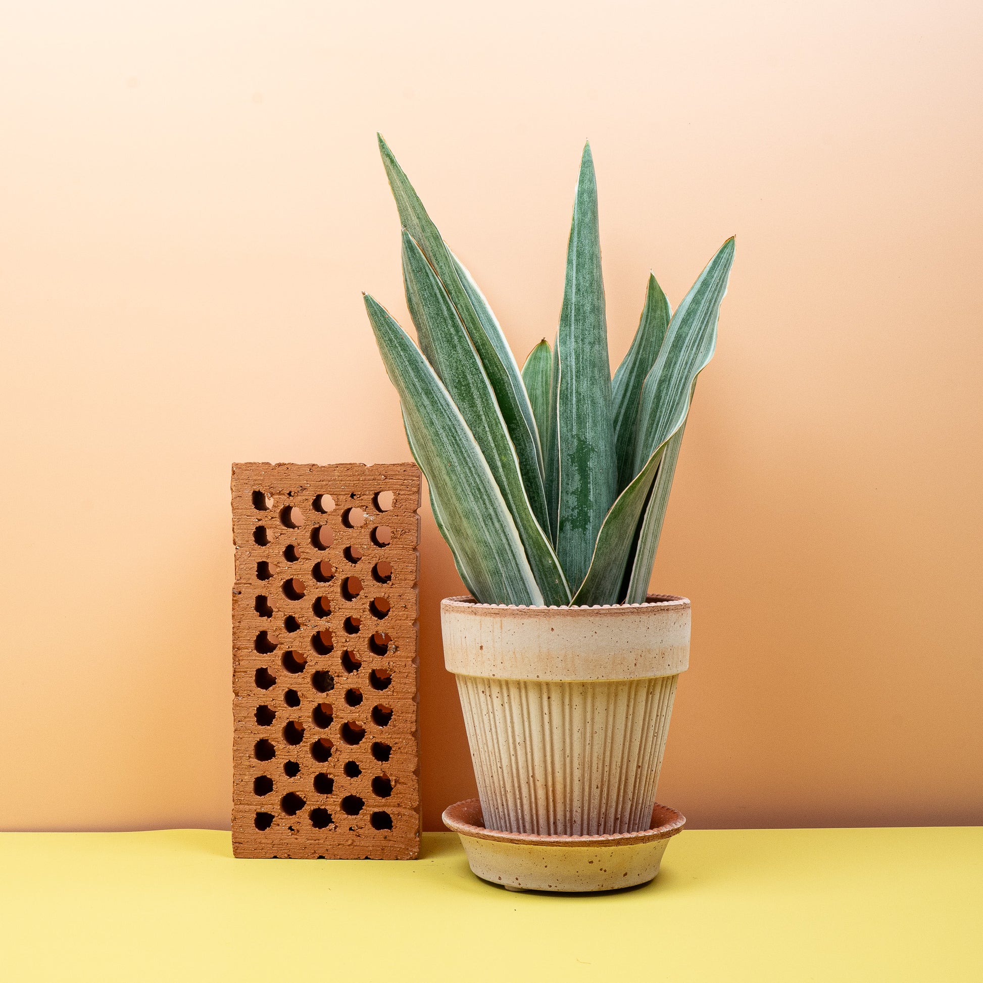 SANSEVIERIA METALLICA online bestellen bei potflourri