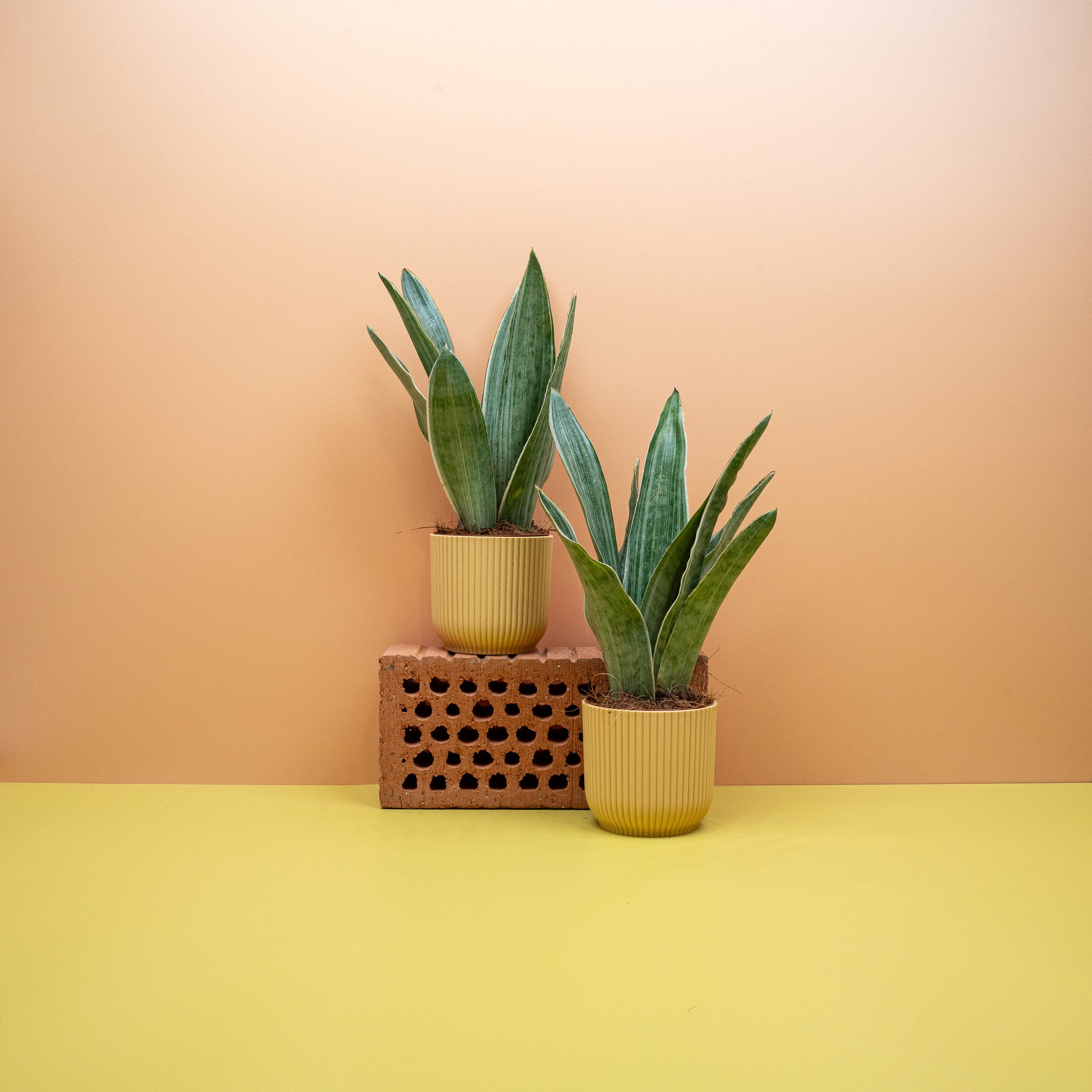 SANSEVIERIA METALLICA online bestellen bei potflourri