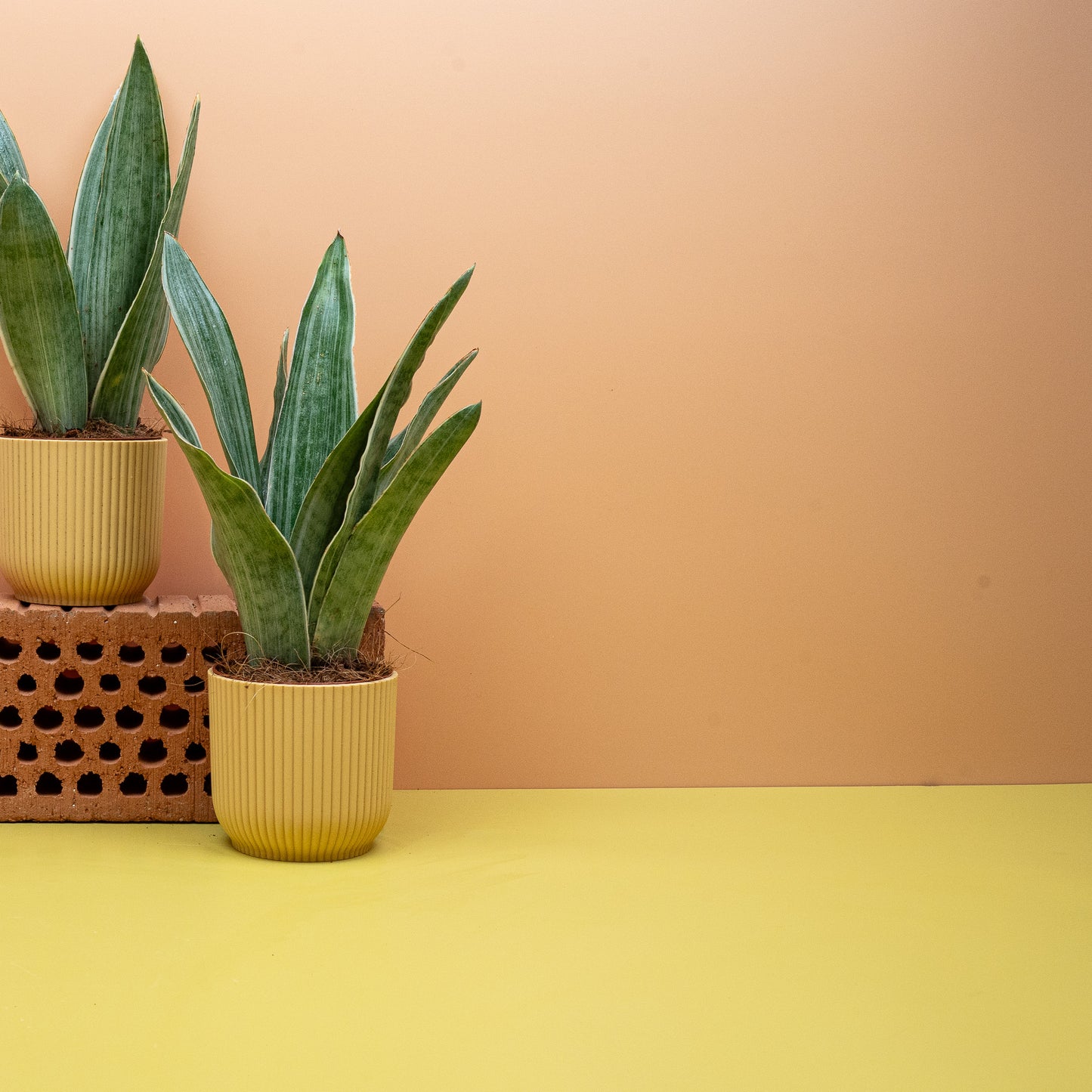 SANSEVIERIA METALLICA online bestellen bei potflourri