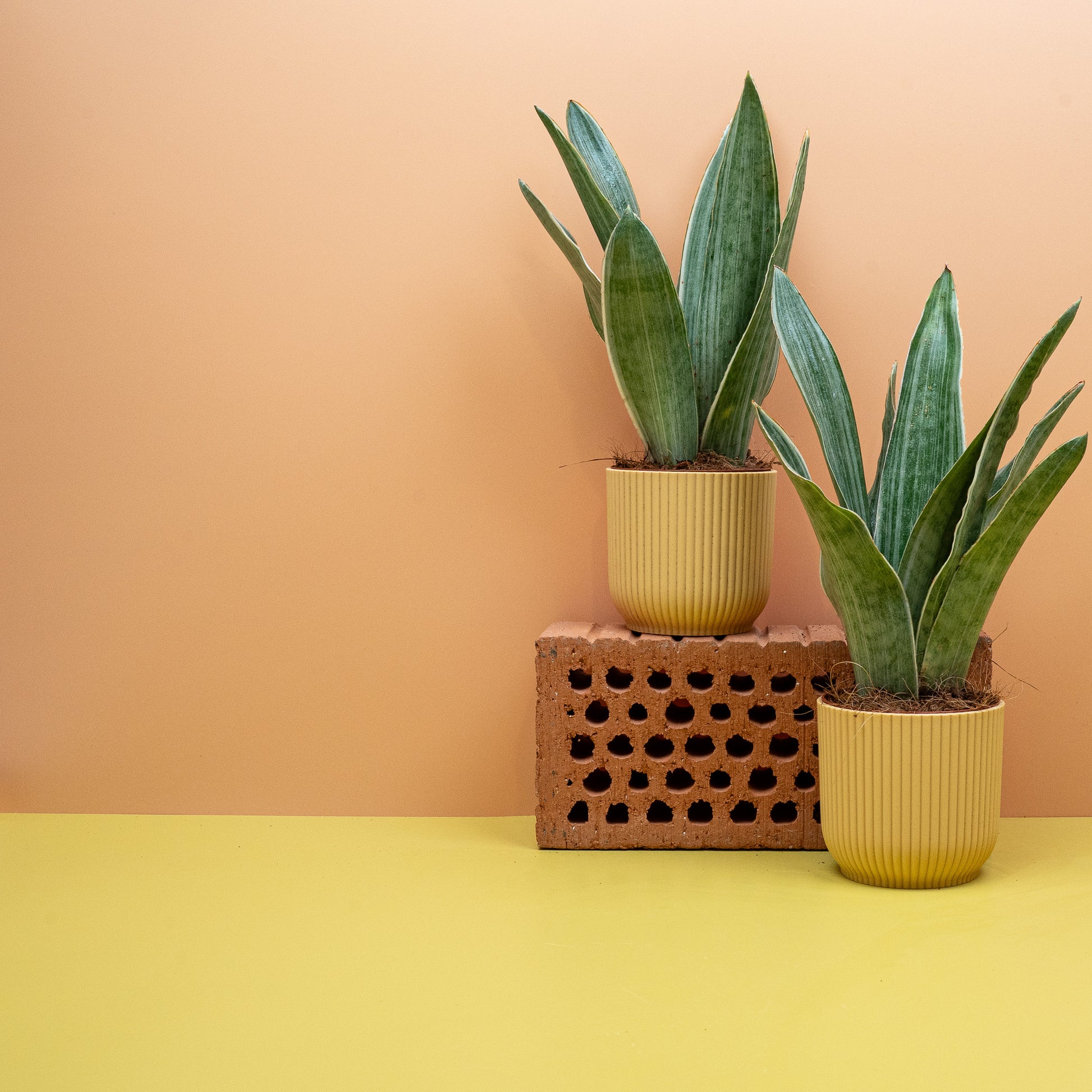 SANSEVIERIA METALLICA online bestellen bei potflourri