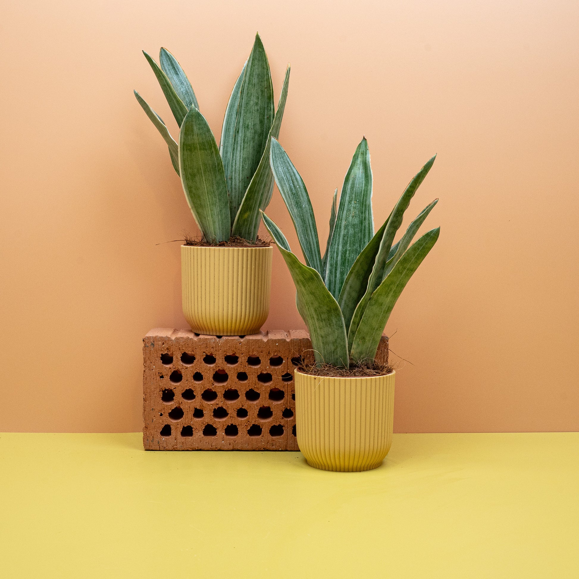 SANSEVIERIA METALLICA online bestellen bei potflourri