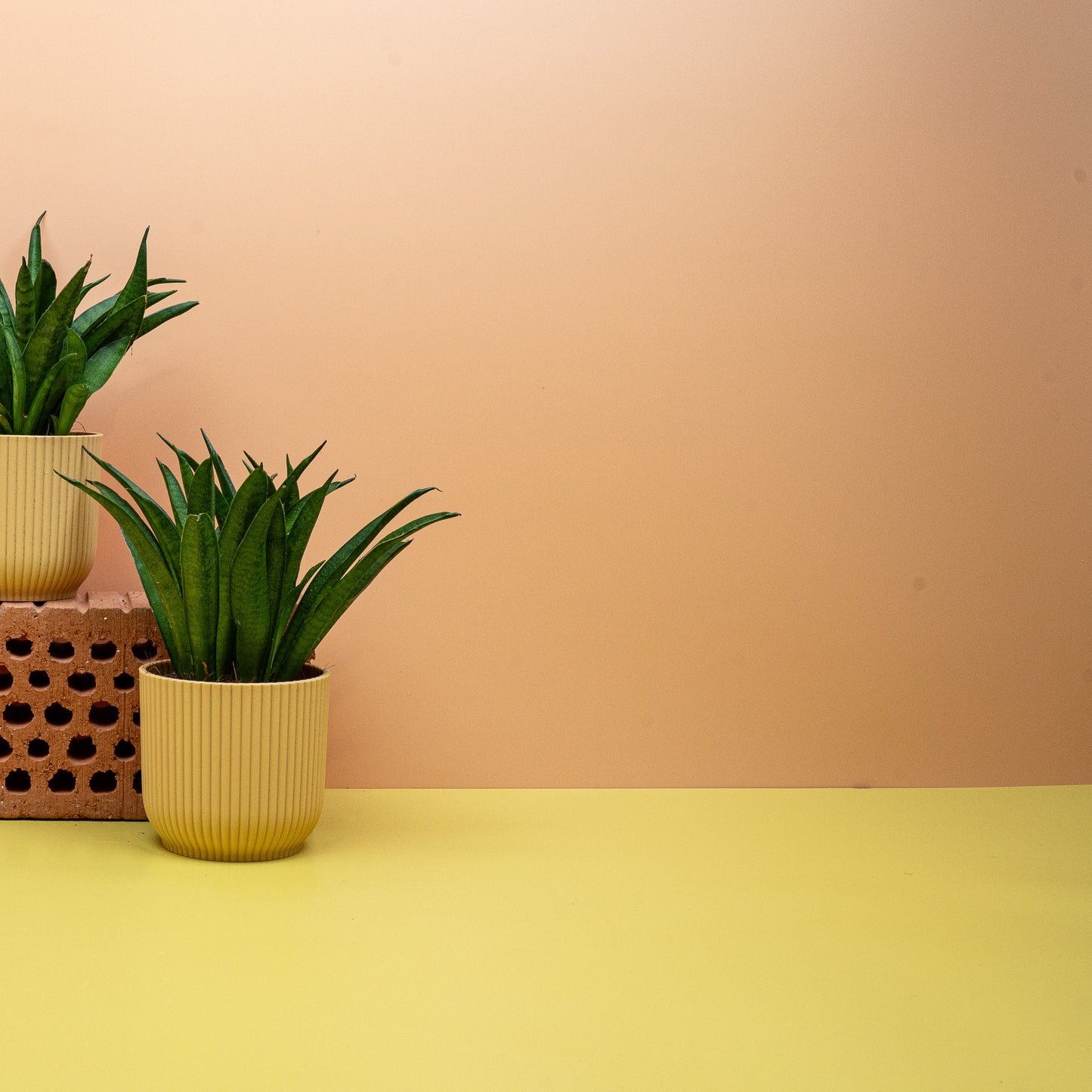 SANSEVIERIA PANTHERA online bestellen bei potflourri