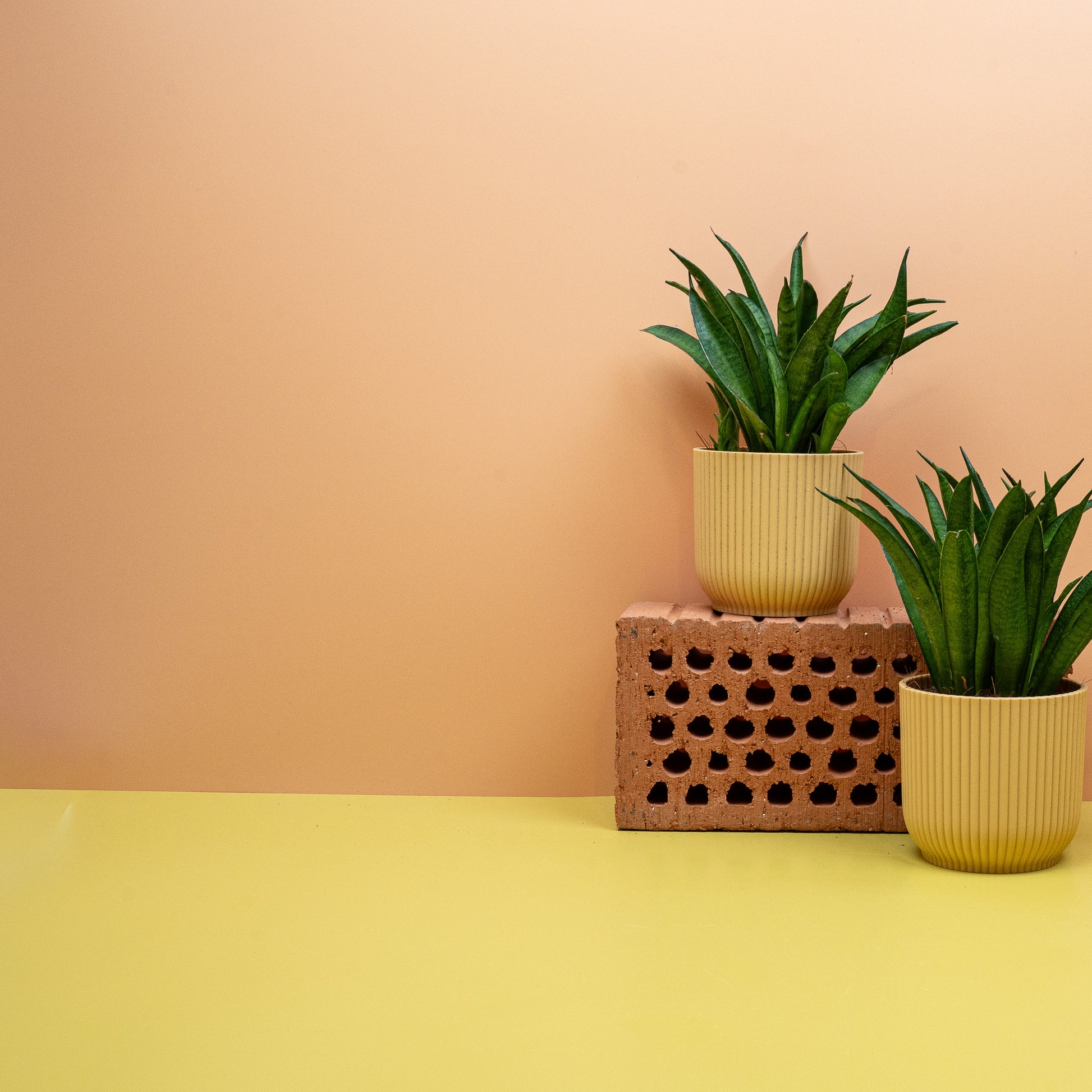 SANSEVIERIA PANTHERA online bestellen bei potflourri