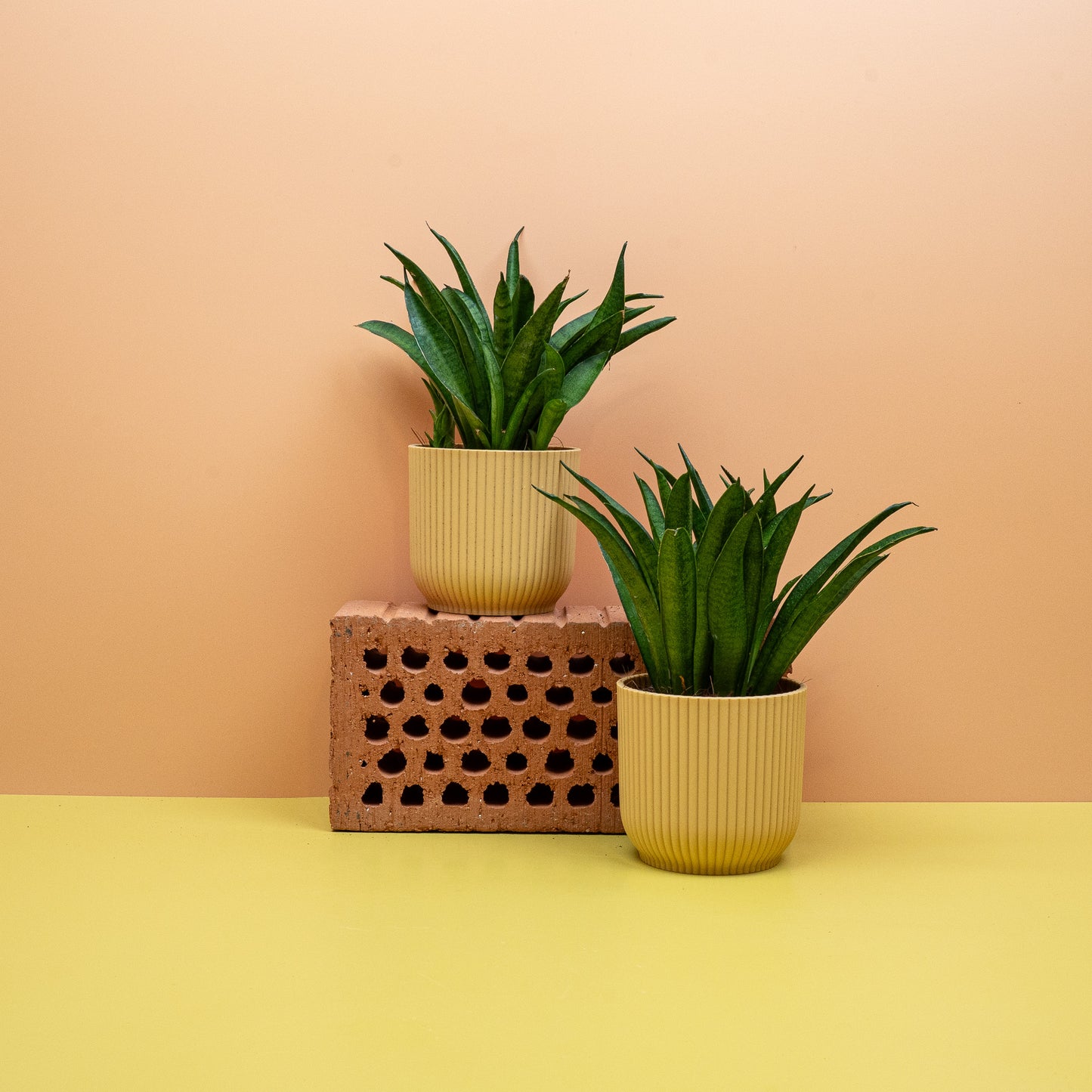 SANSEVIERIA PANTHERA online bestellen bei potflourri