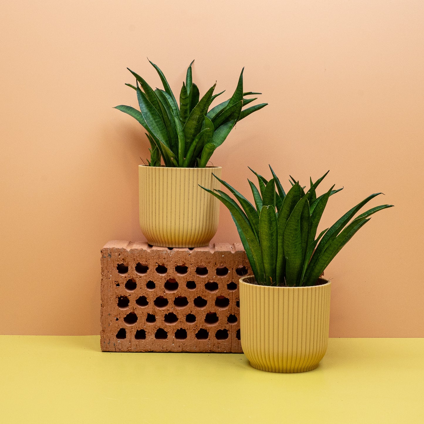 SANSEVIERIA PANTHERA online bestellen bei potflourri