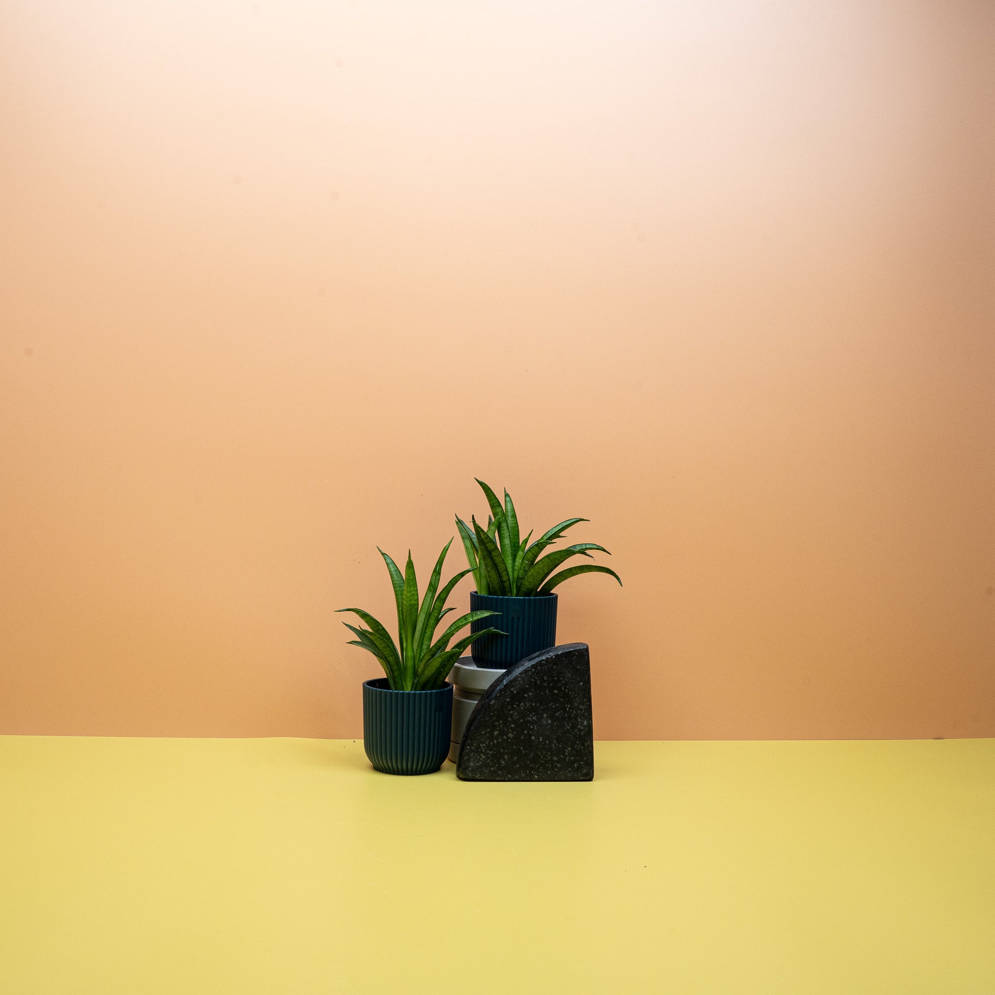 SANSEVIERIA PANTHERA online bestellen bei potflourri