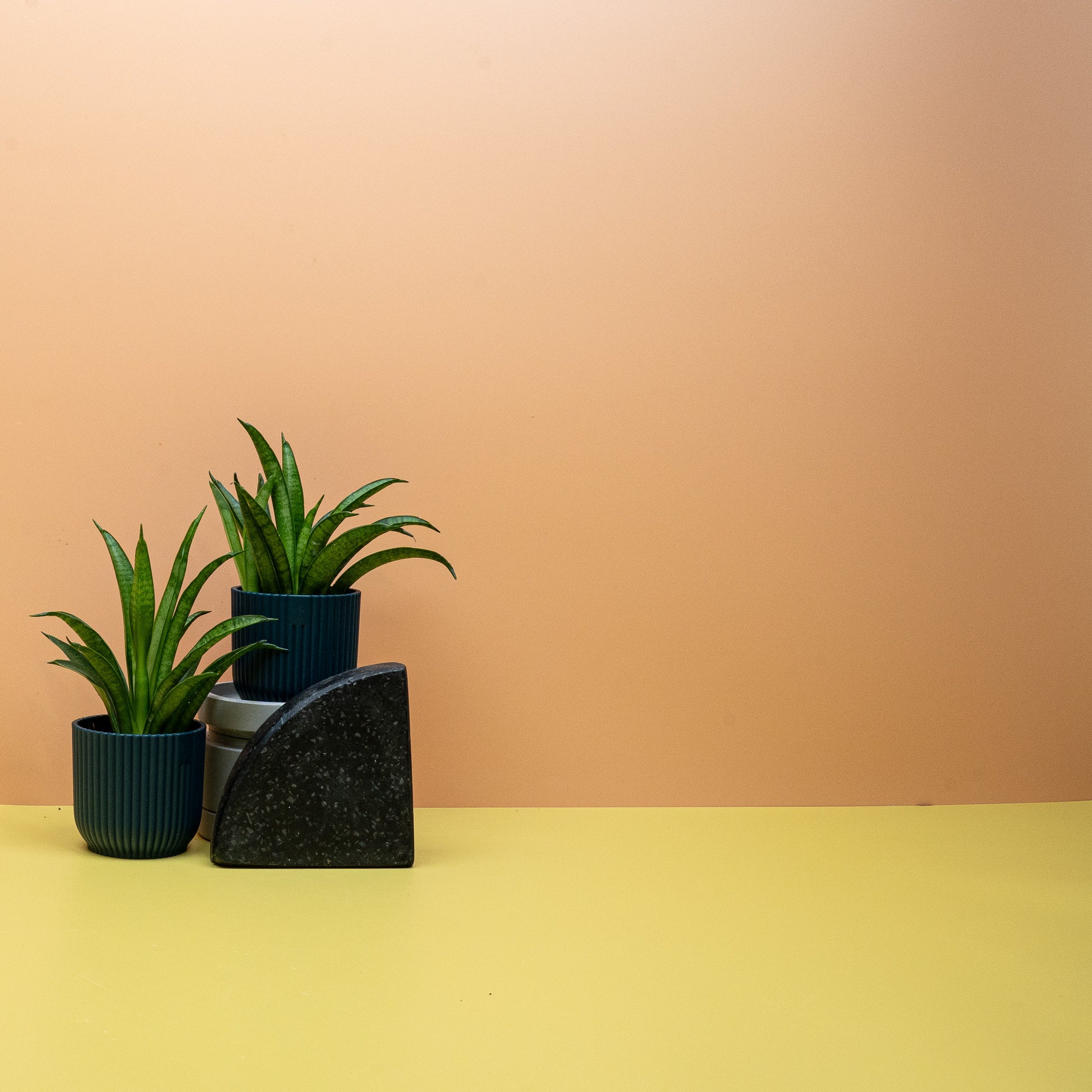 SANSEVIERIA PANTHERA online bestellen bei potflourri