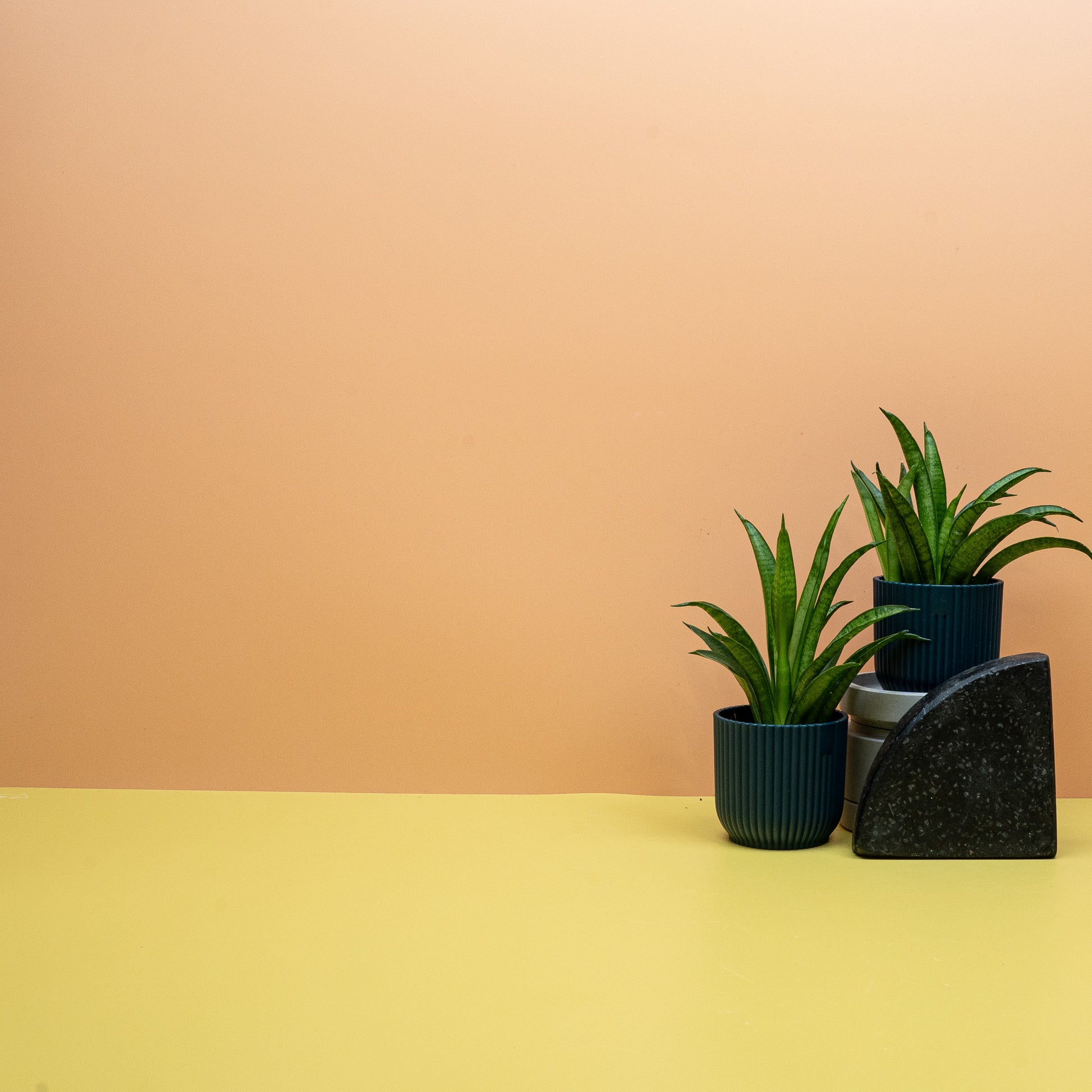 SANSEVIERIA PANTHERA online bestellen bei potflourri