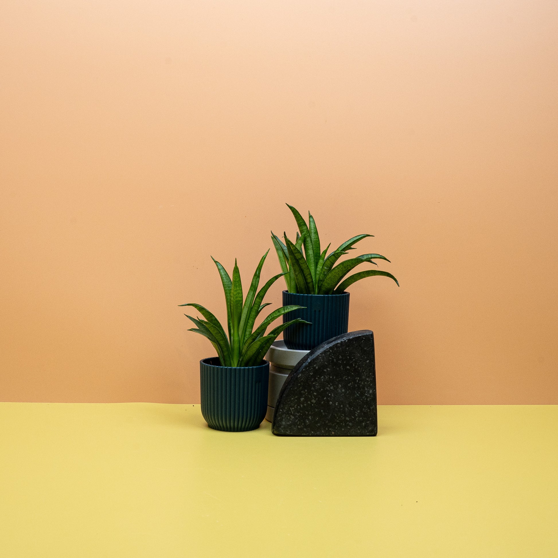 SANSEVIERIA PANTHERA online bestellen bei potflourri