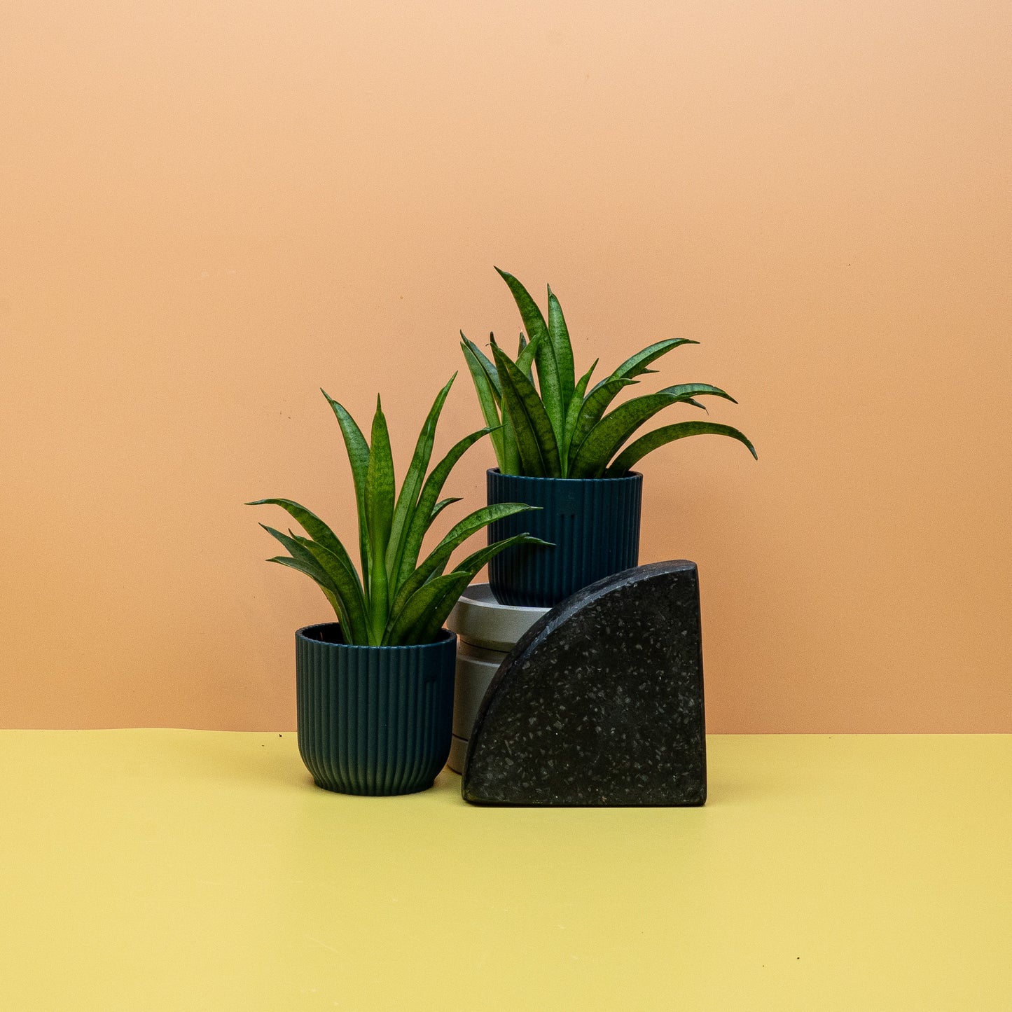 SANSEVIERIA PANTHERA online bestellen bei potflourri