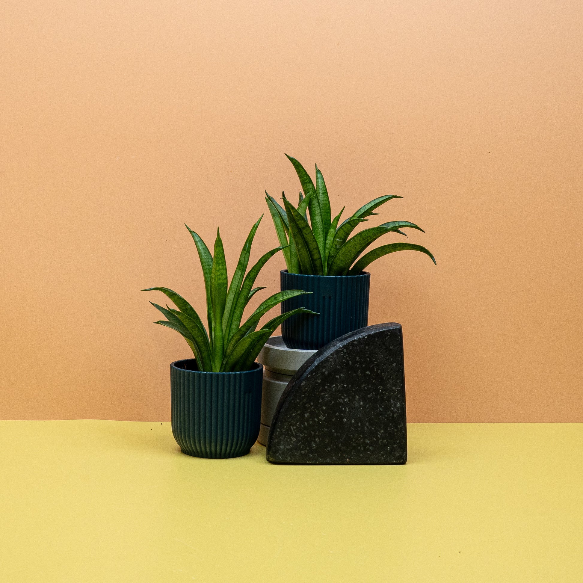 SANSEVIERIA PANTHERA online bestellen bei potflourri