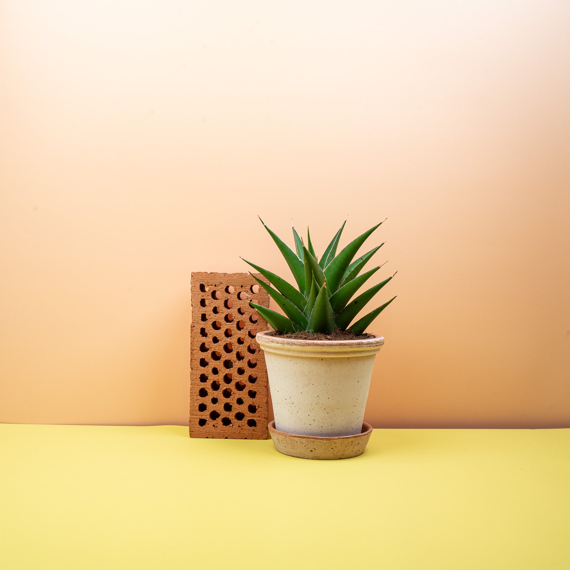 SANSEVIERIA SAMURAI online bestellen bei potflourri