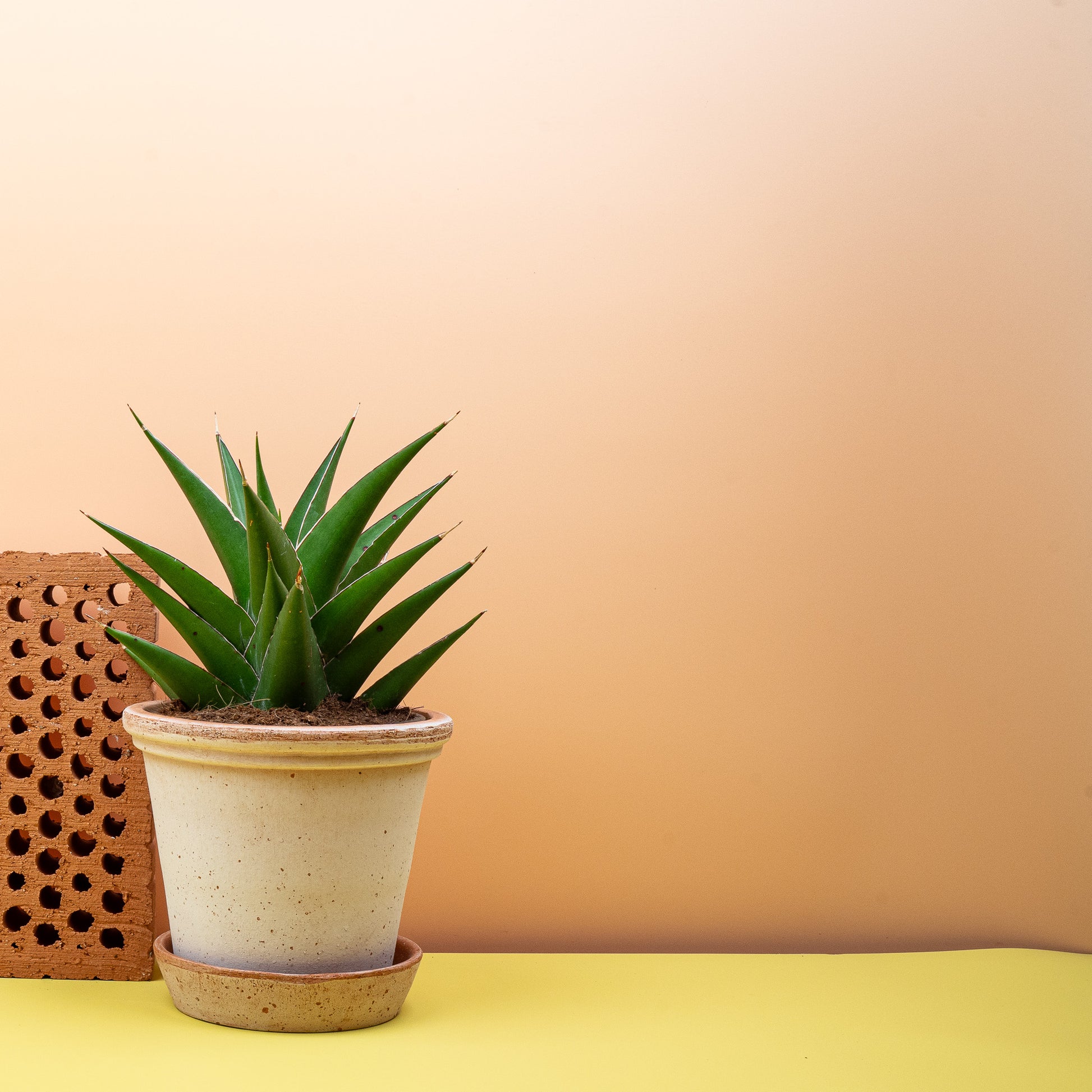SANSEVIERIA SAMURAI online bestellen bei potflourri